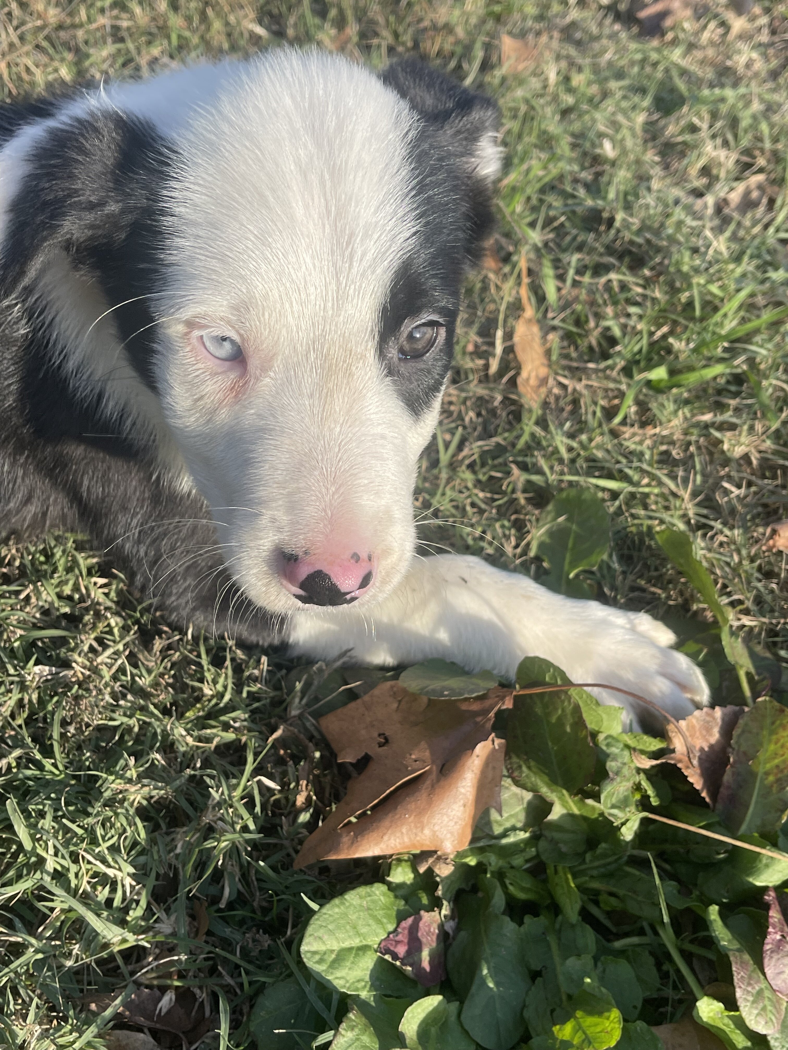 Border collie puppies image 7