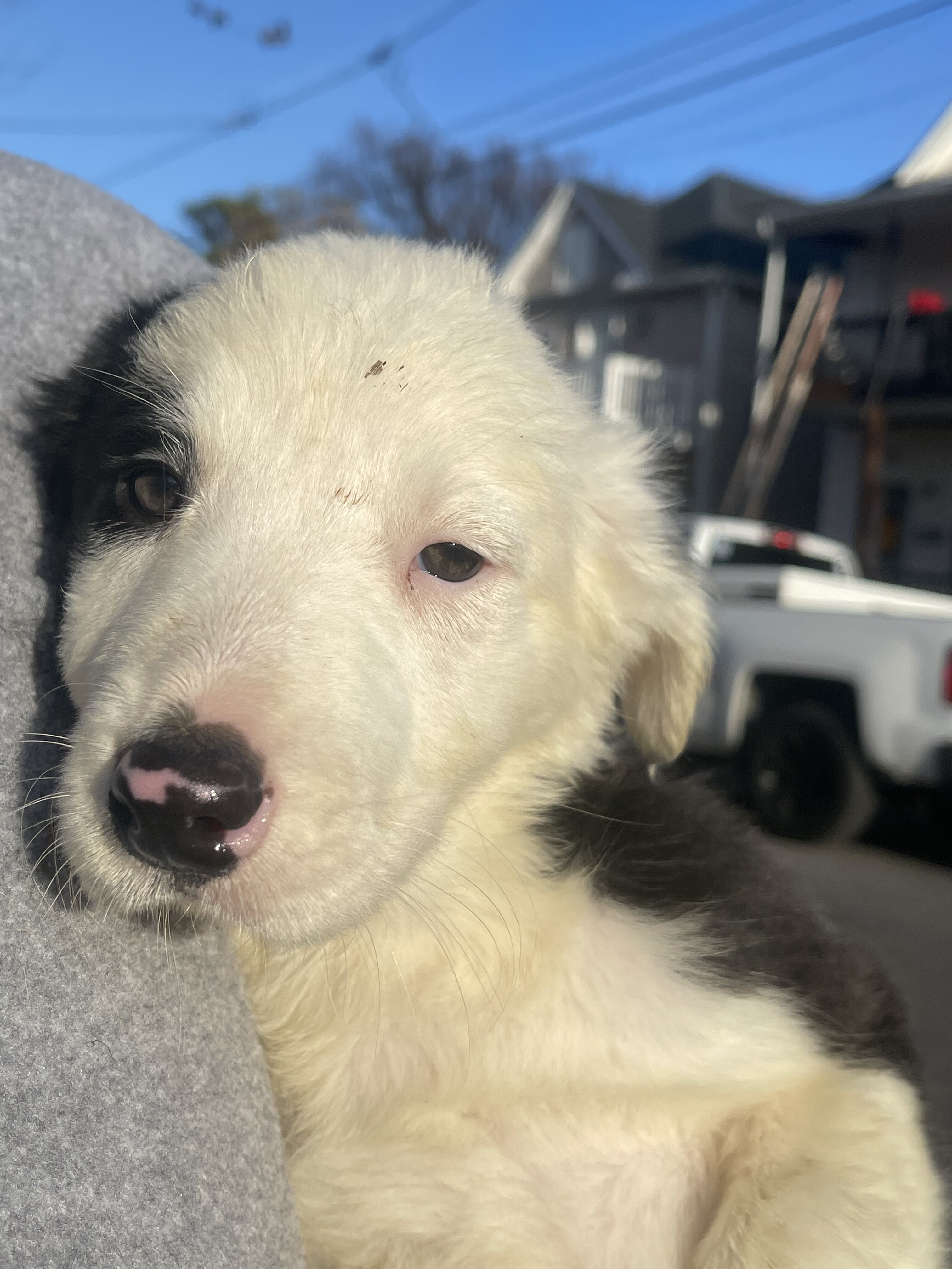 Border collie puppies image 6