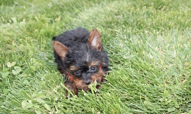 Yorkiepoo image 3