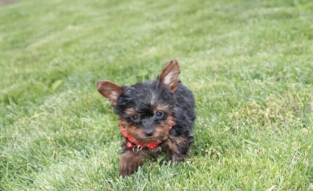 Yorkiepoo image 2