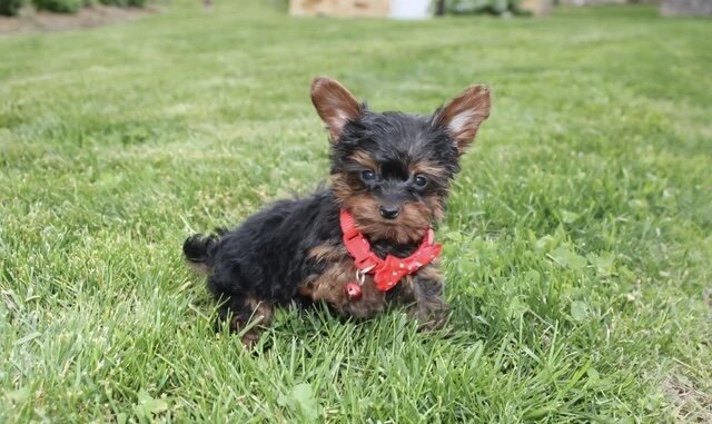 Yorkiepoo image 1