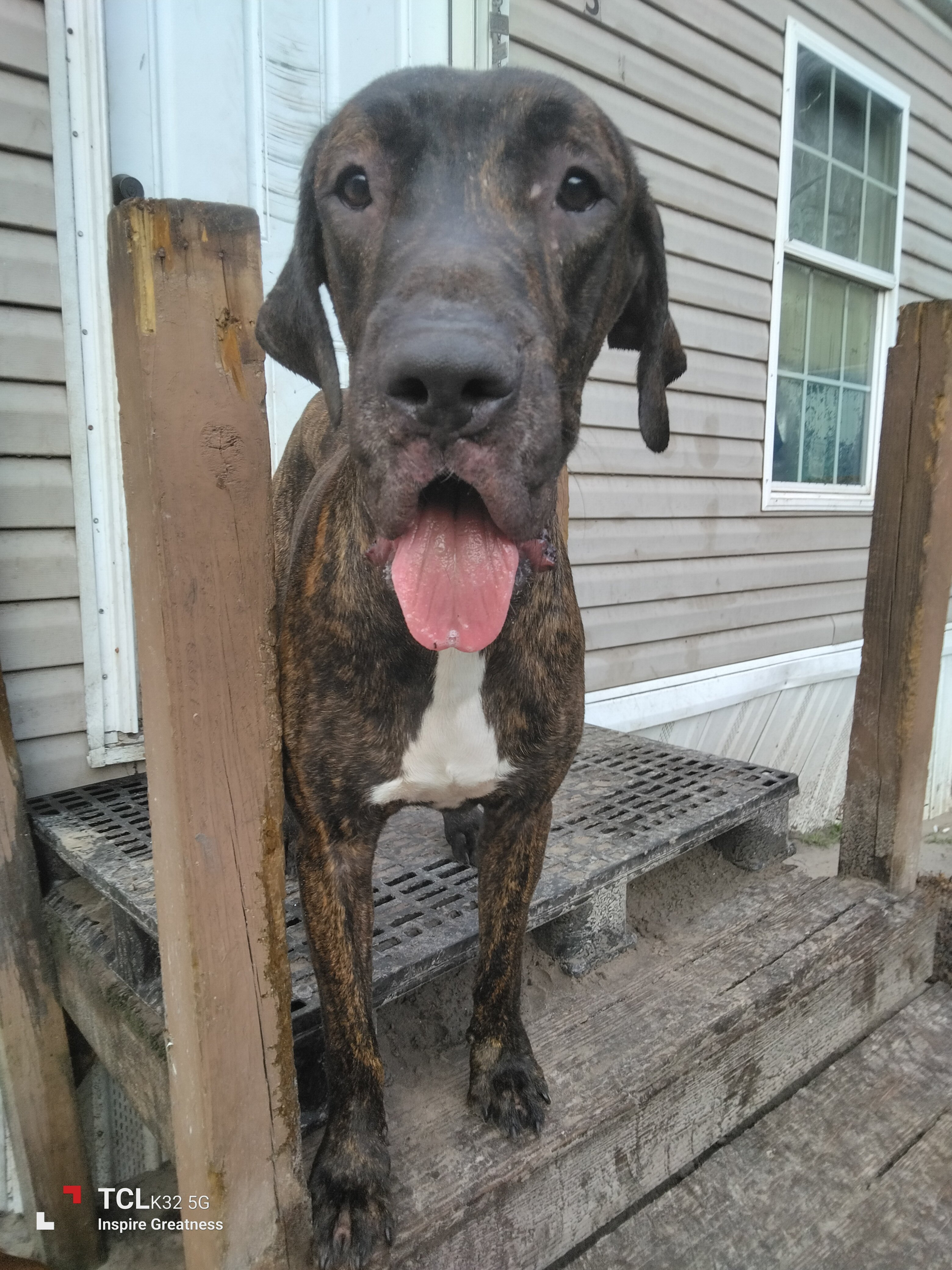 Great Dane 8 month old boy image 1