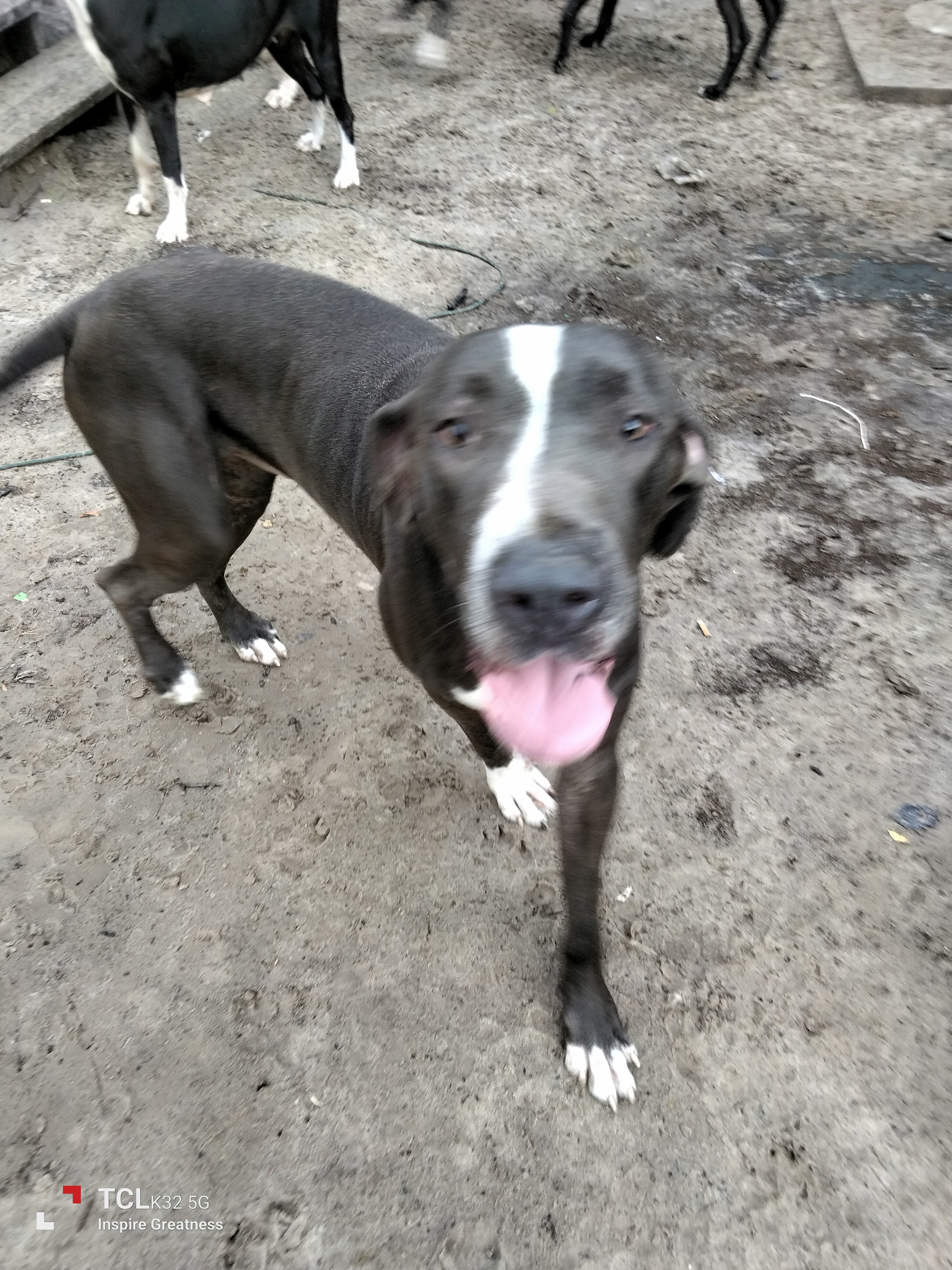 Great Dane 8 month old boy image 2