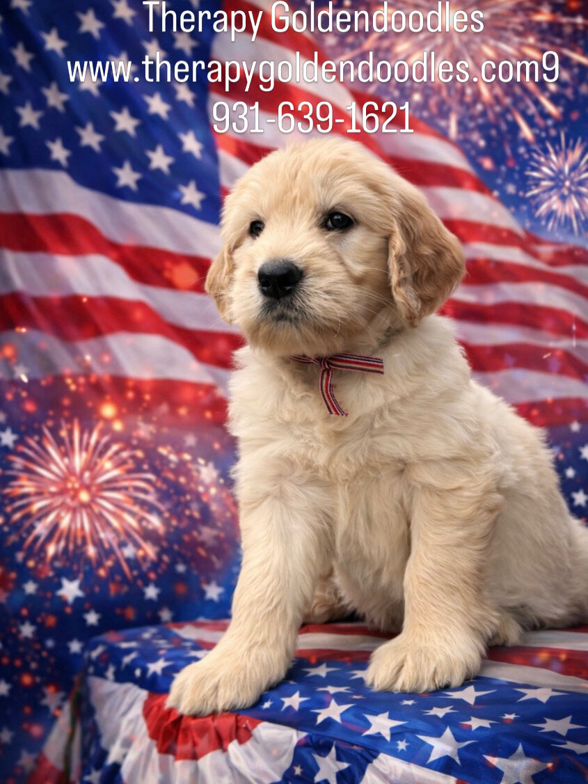 Goldendoodle Puppy image 4