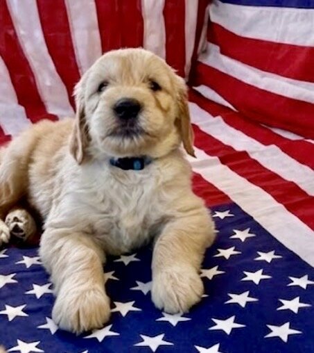 Goldendoodle Puppy image 3