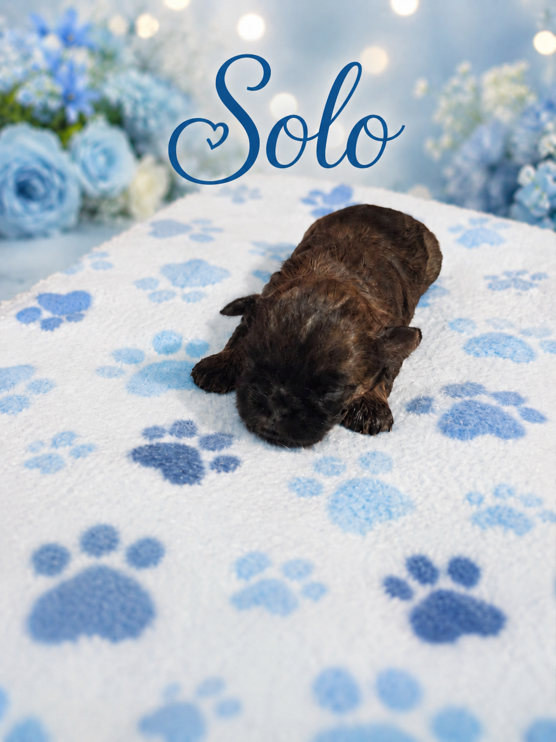 Shih tzu boys image 5