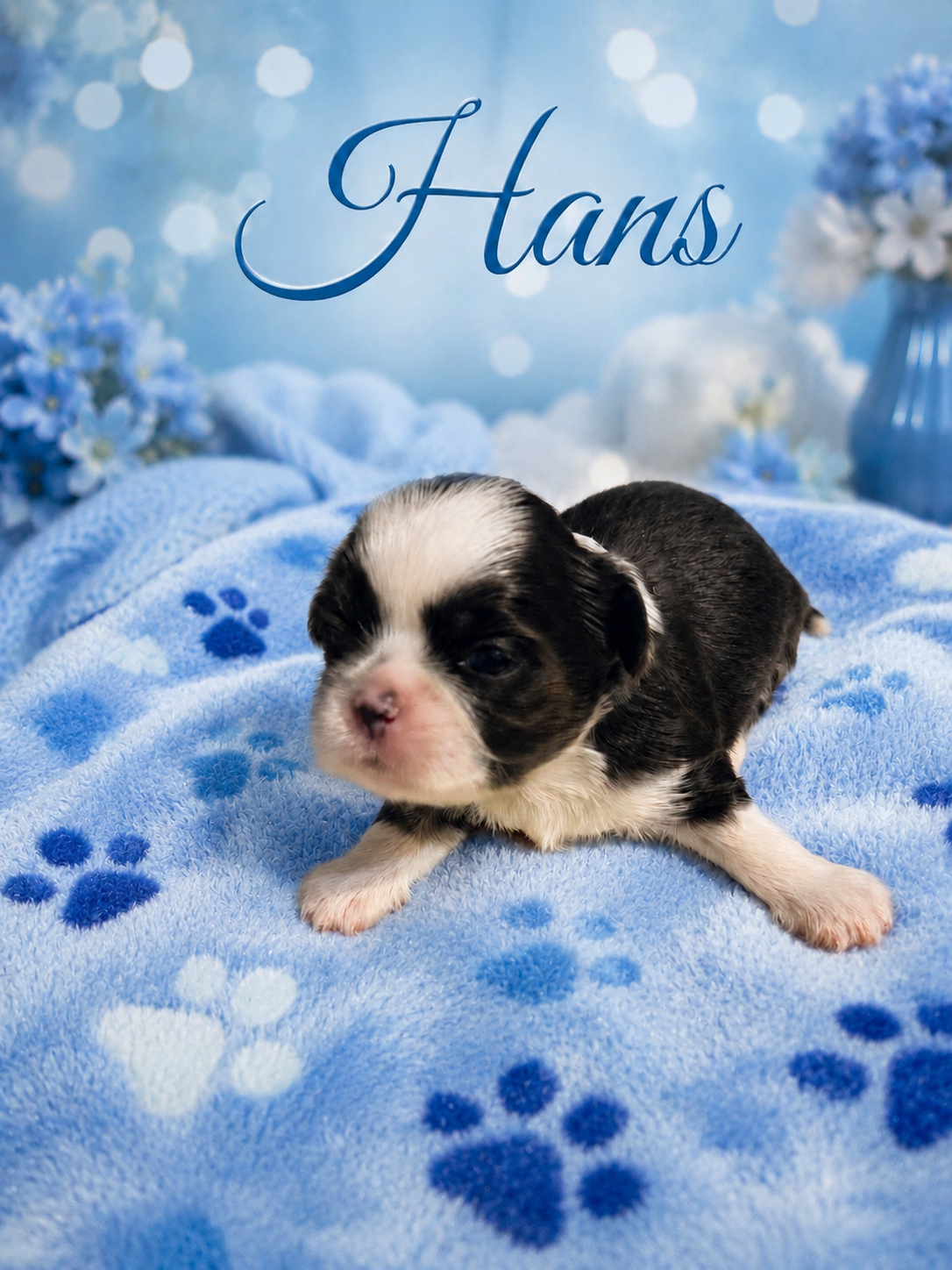 Shih tzu boys image 2
