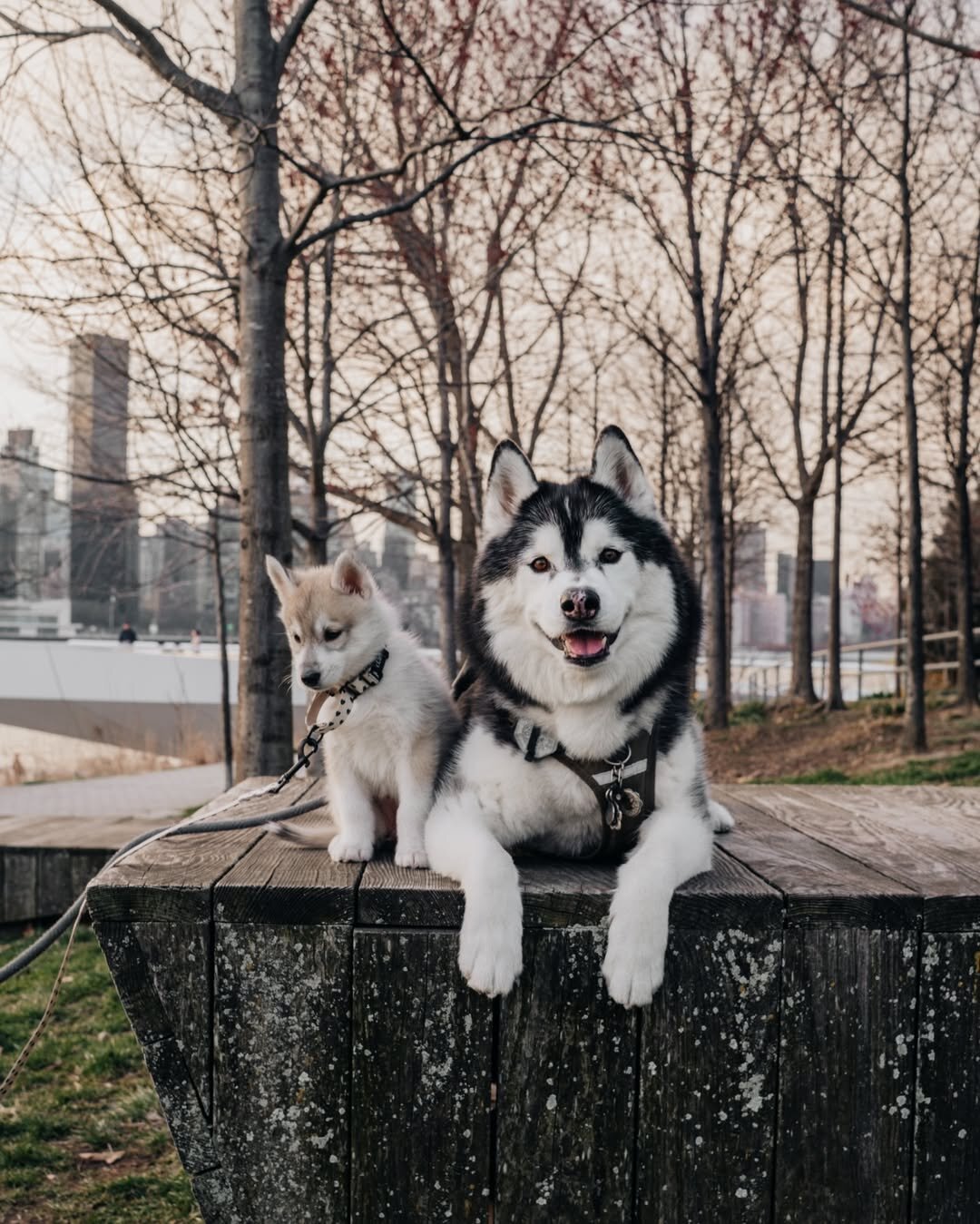 Intelligent Siberian Husky Puppy image 5