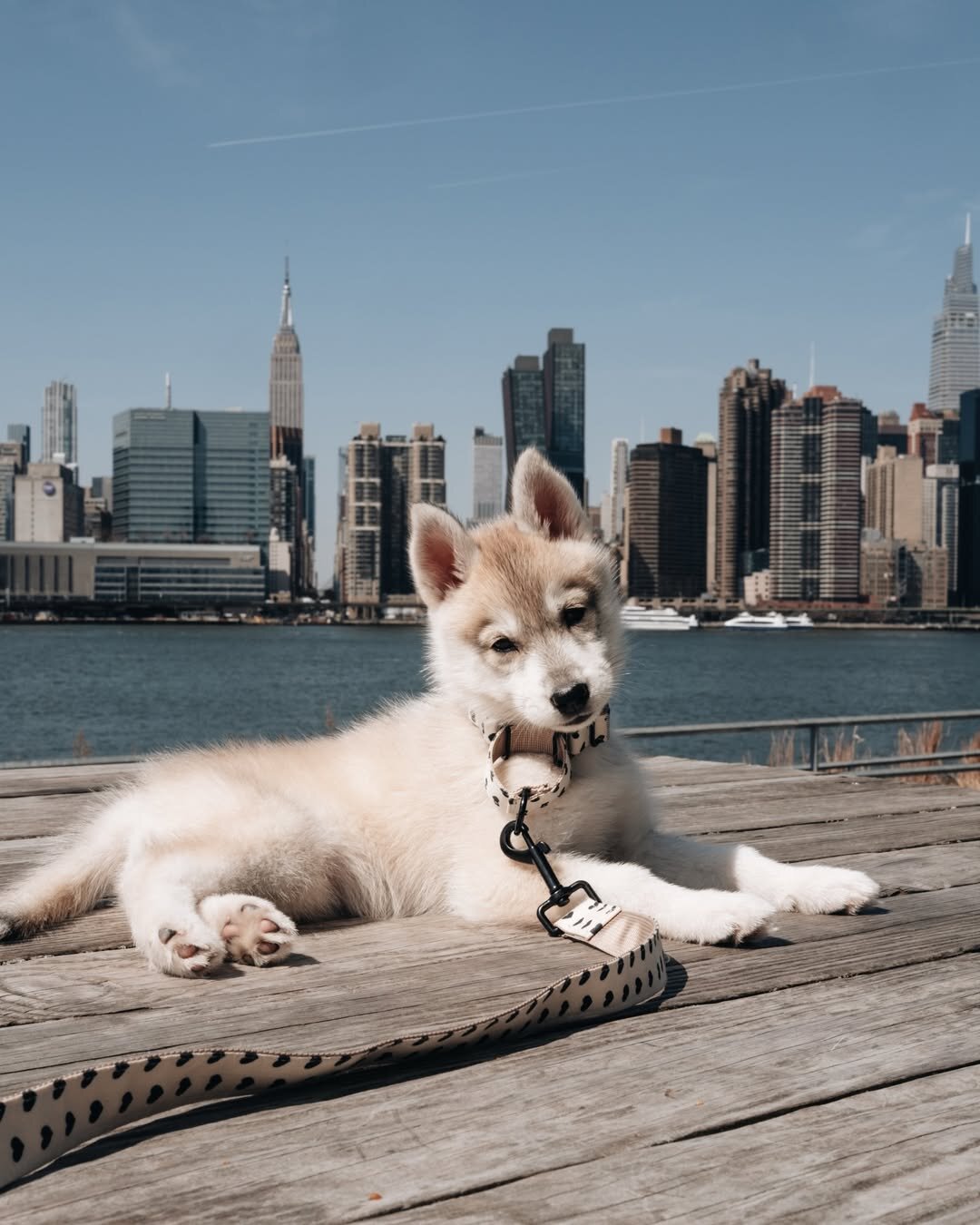 Intelligent Siberian Husky Puppy image 7