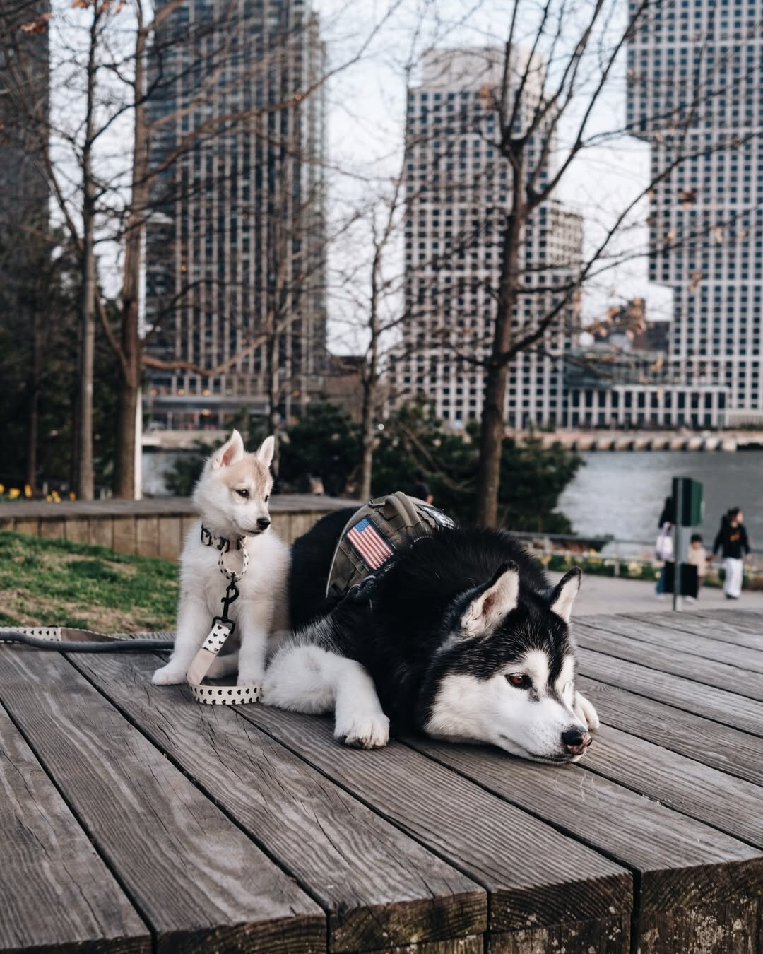 Intelligent Siberian Husky Puppy image 10