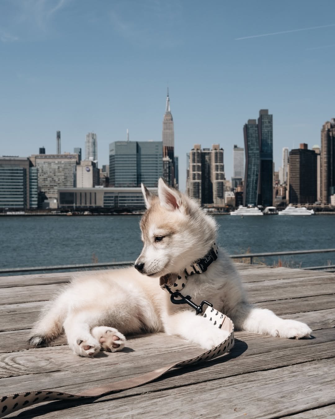 Intelligent Siberian Husky Puppy image 8