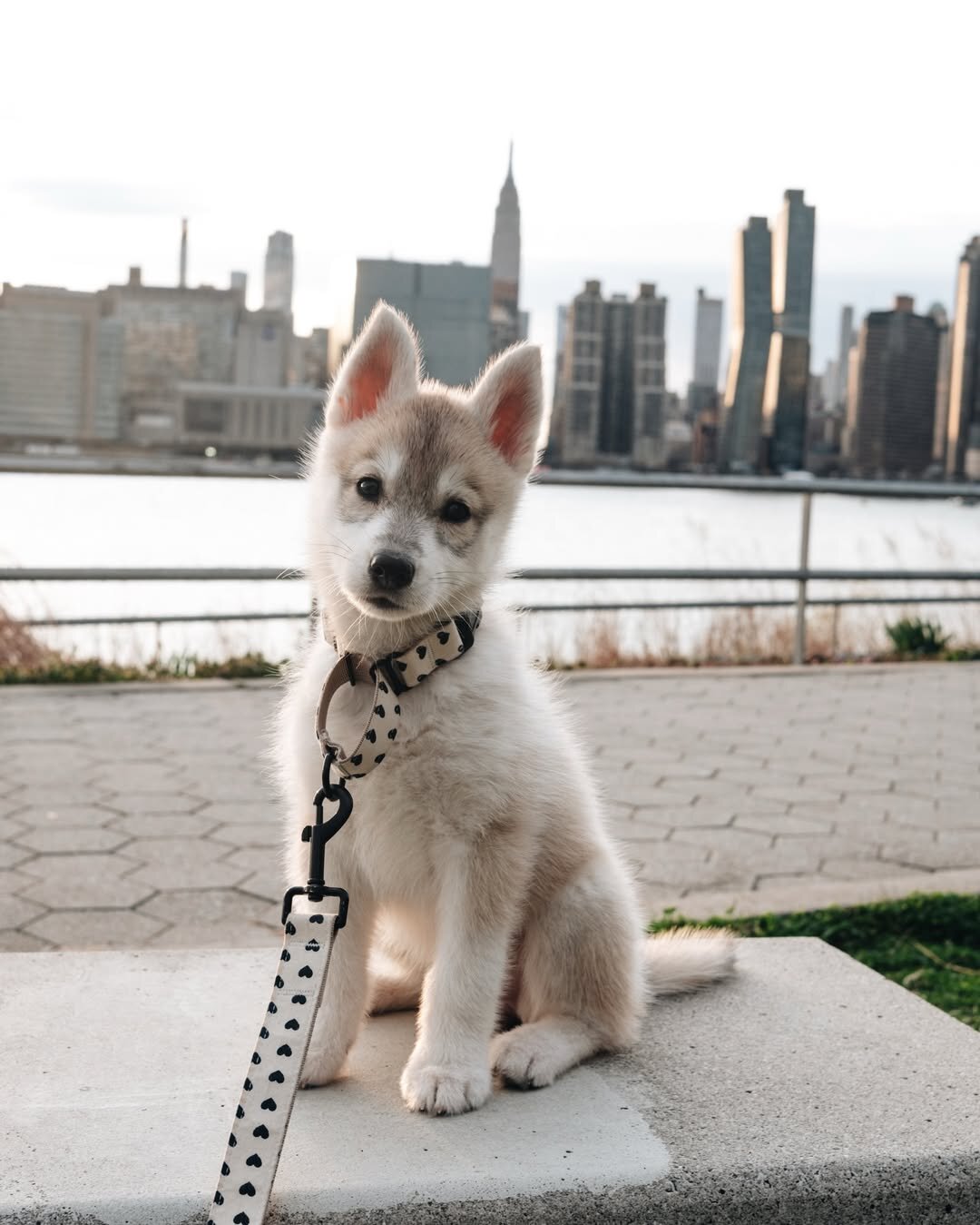 Intelligent Siberian Husky Puppy image 6