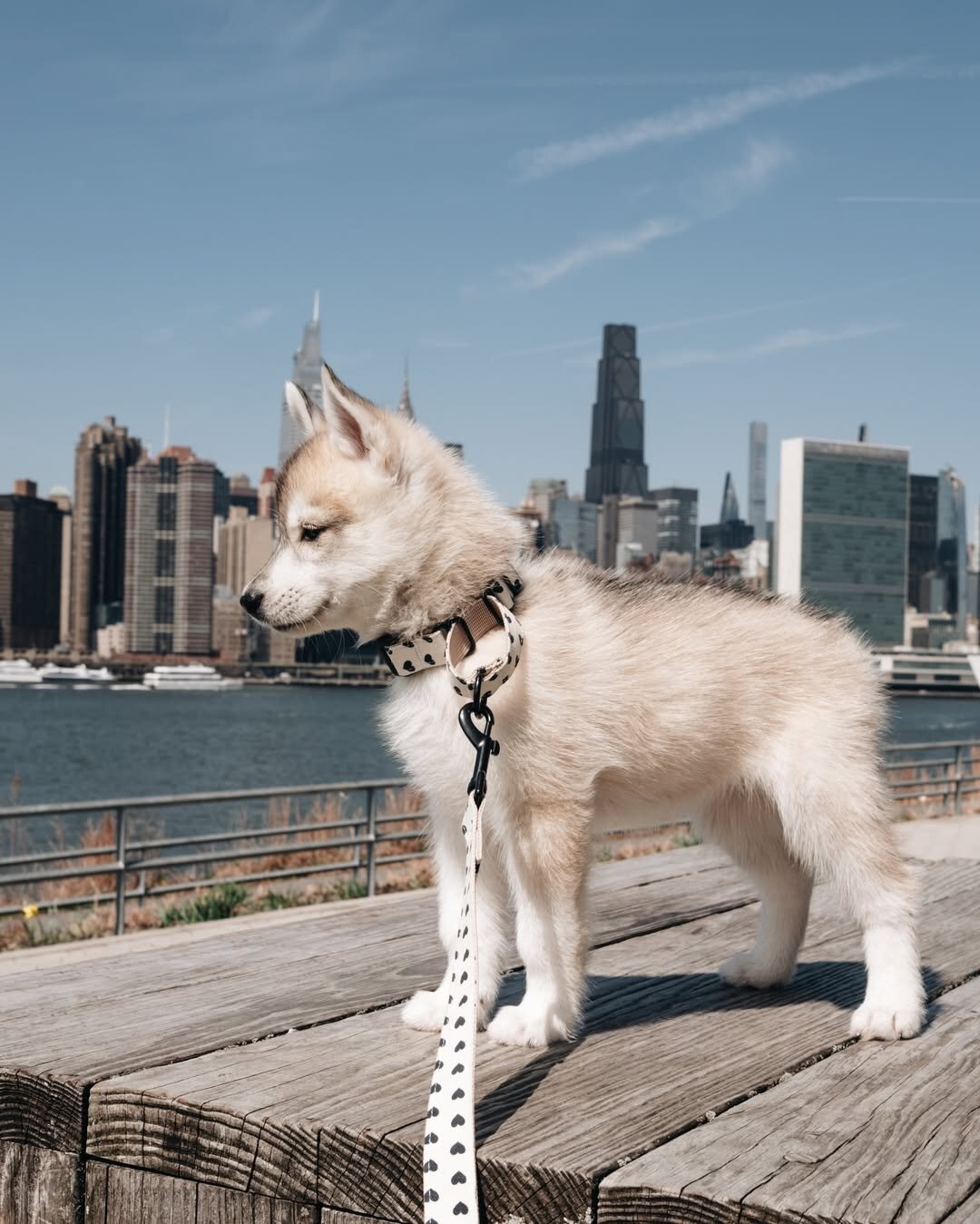 Intelligent Siberian Husky Puppy image 9
