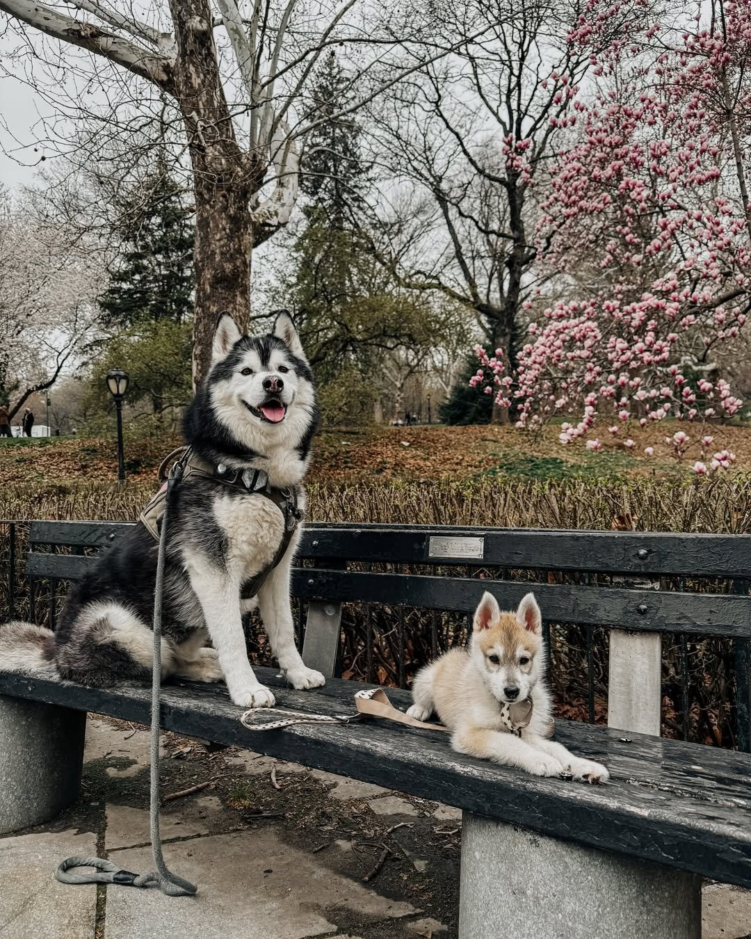Intelligent Siberian Husky Puppy image 4