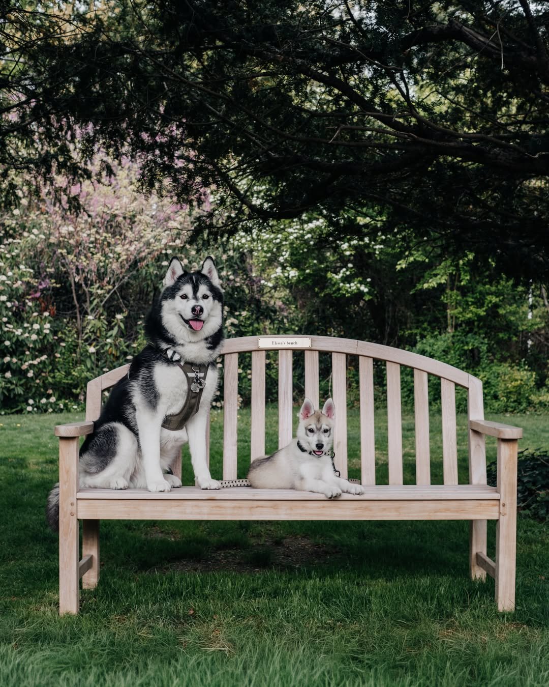 Intelligent Siberian Husky Puppy image 1