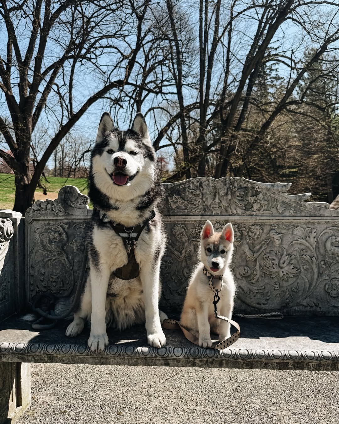 Intelligent Siberian Husky Puppy image 2