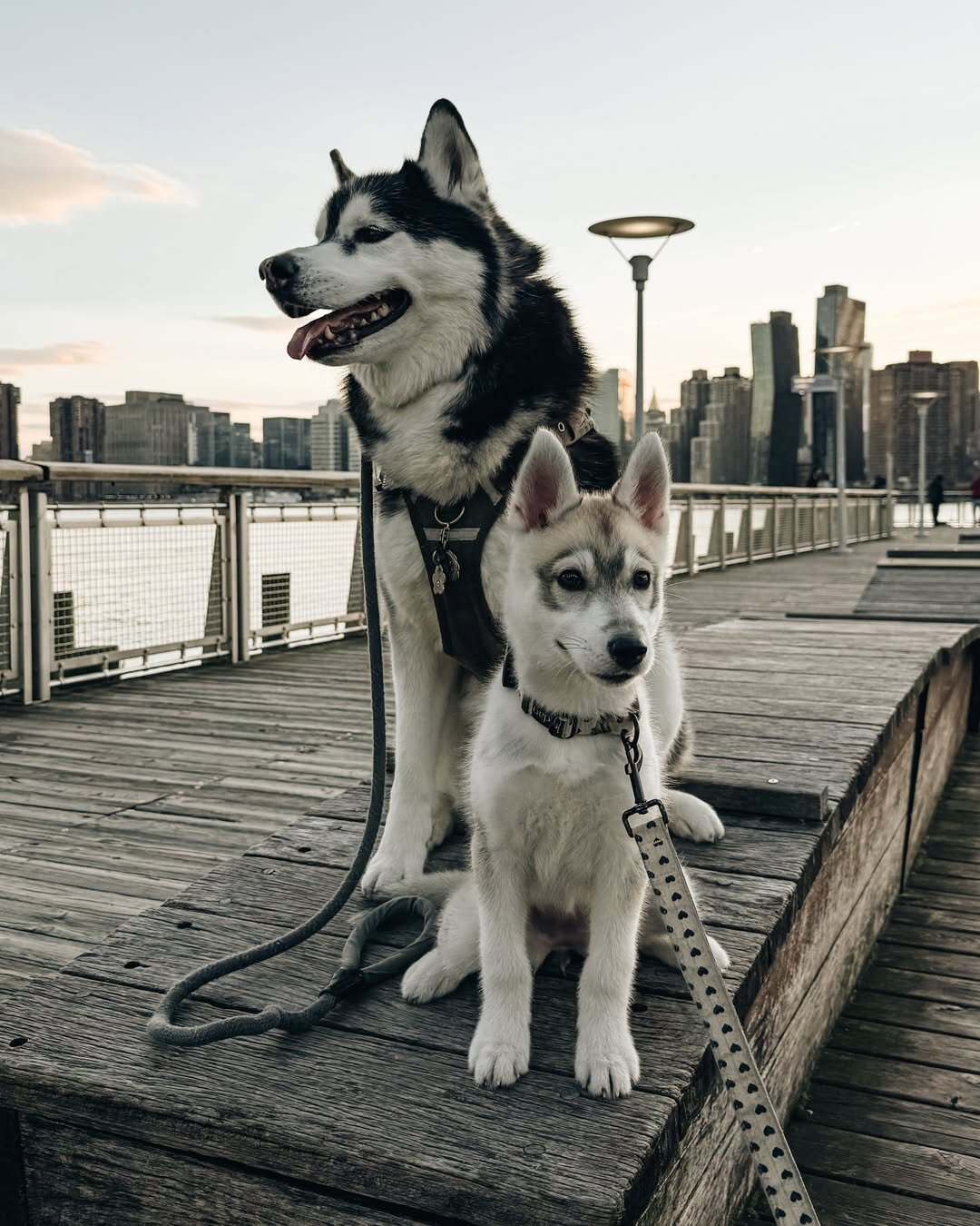 Intelligent Siberian Husky Puppy image 3