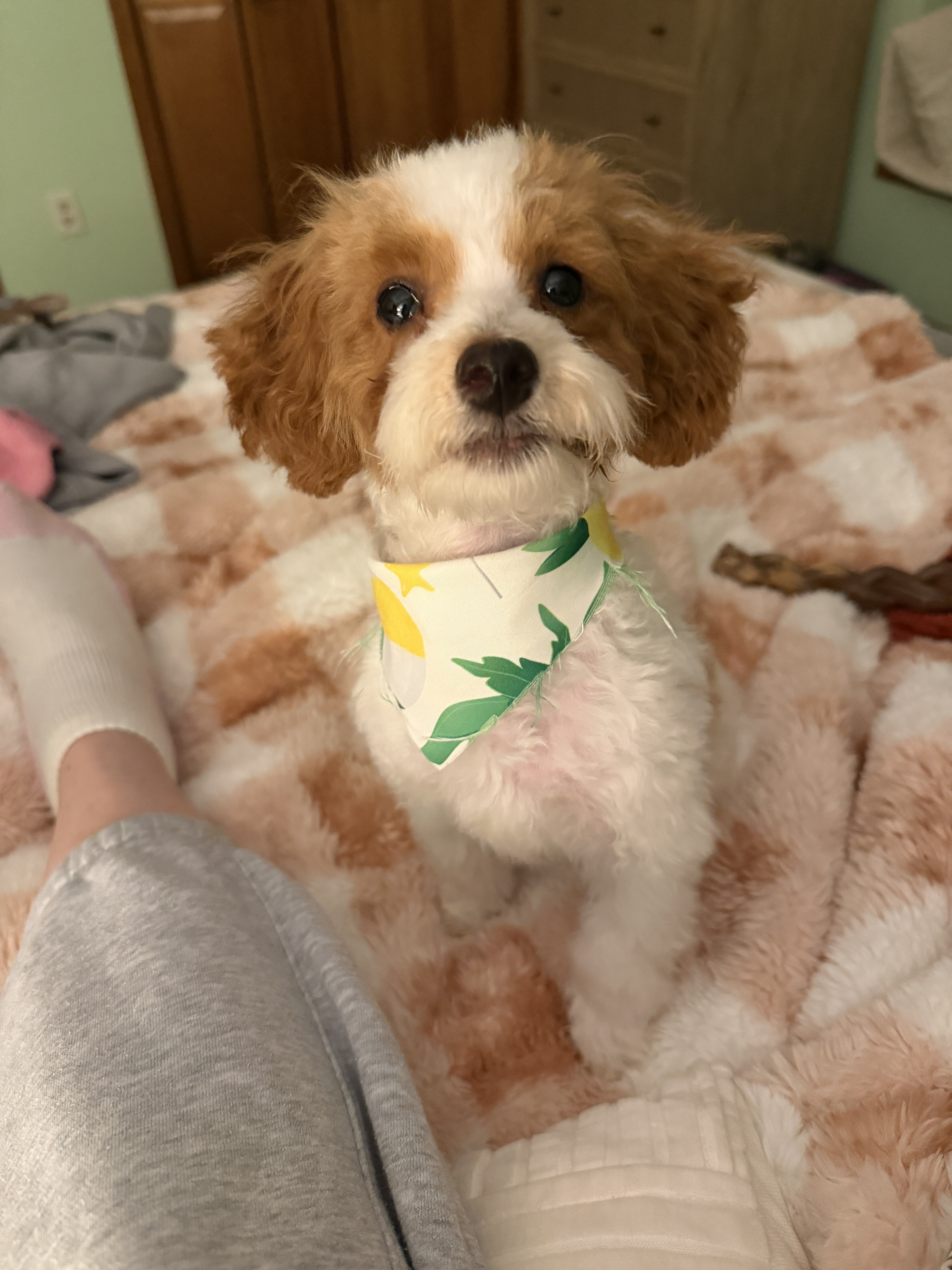 Toy Poodle 5 months image 2