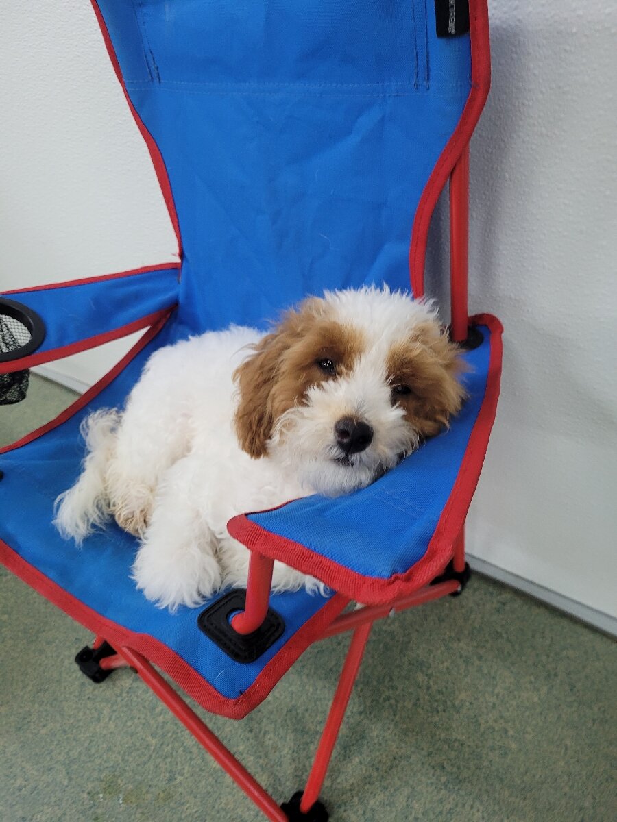 Toy Poodle 5 months image 1