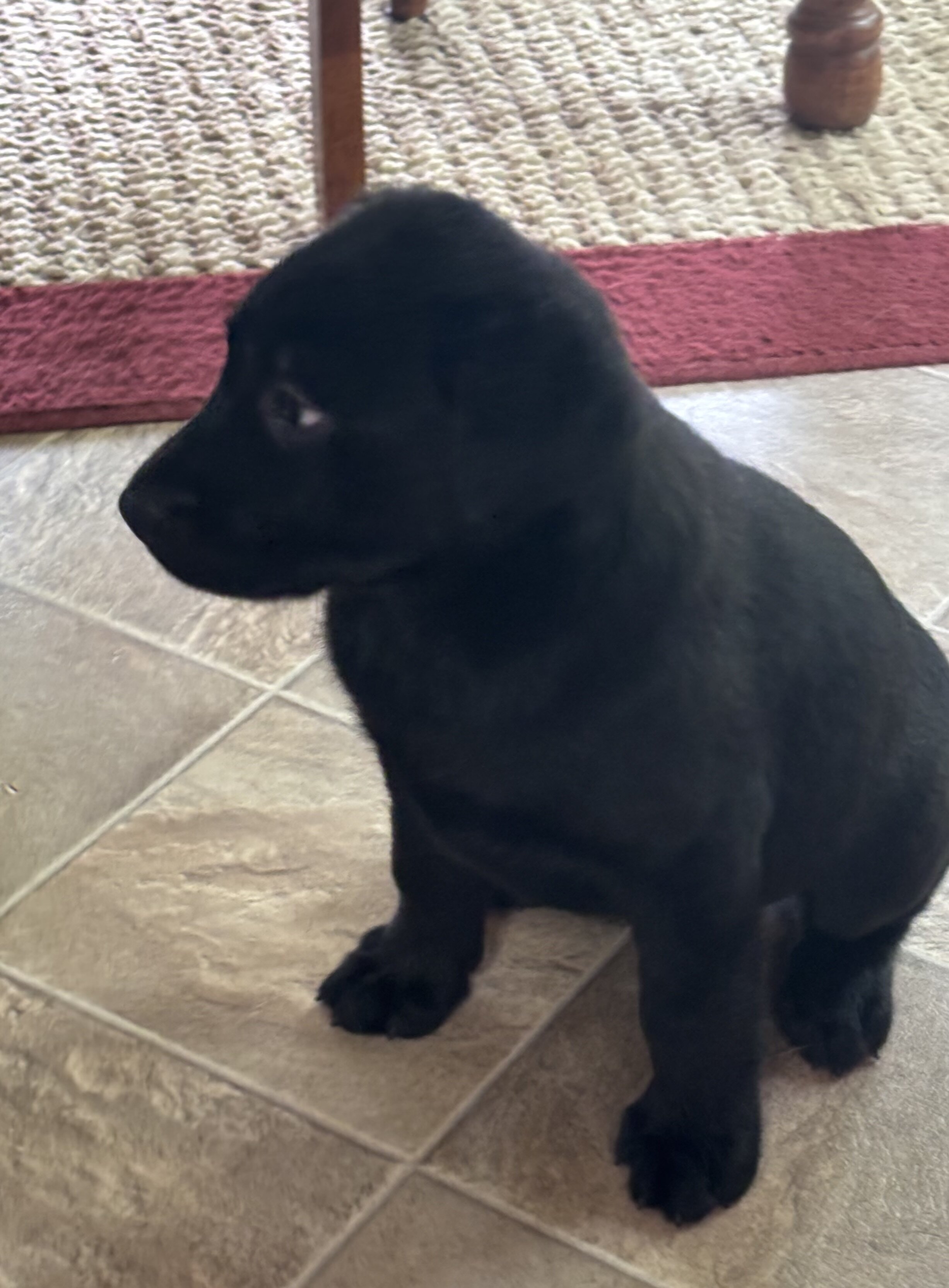 AKC Registered Black Female Lab Retriever image 3