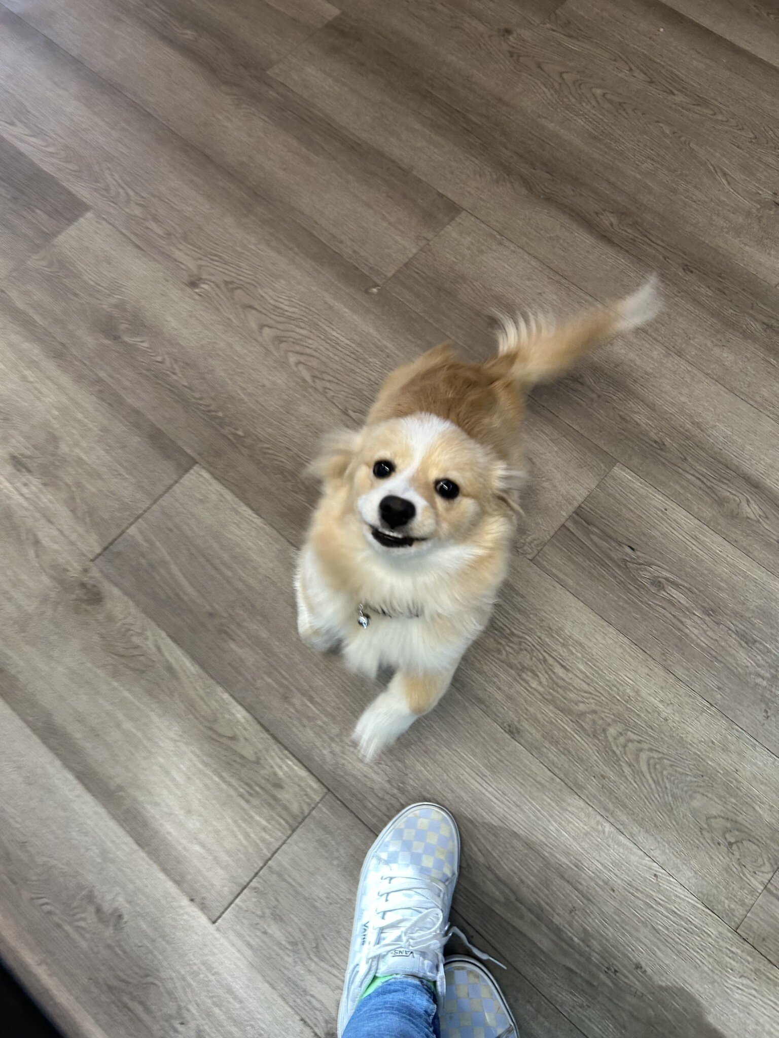 Pomeranians image 1