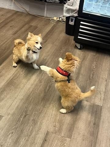 Pomeranians image 3