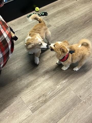 Pomeranians image 4