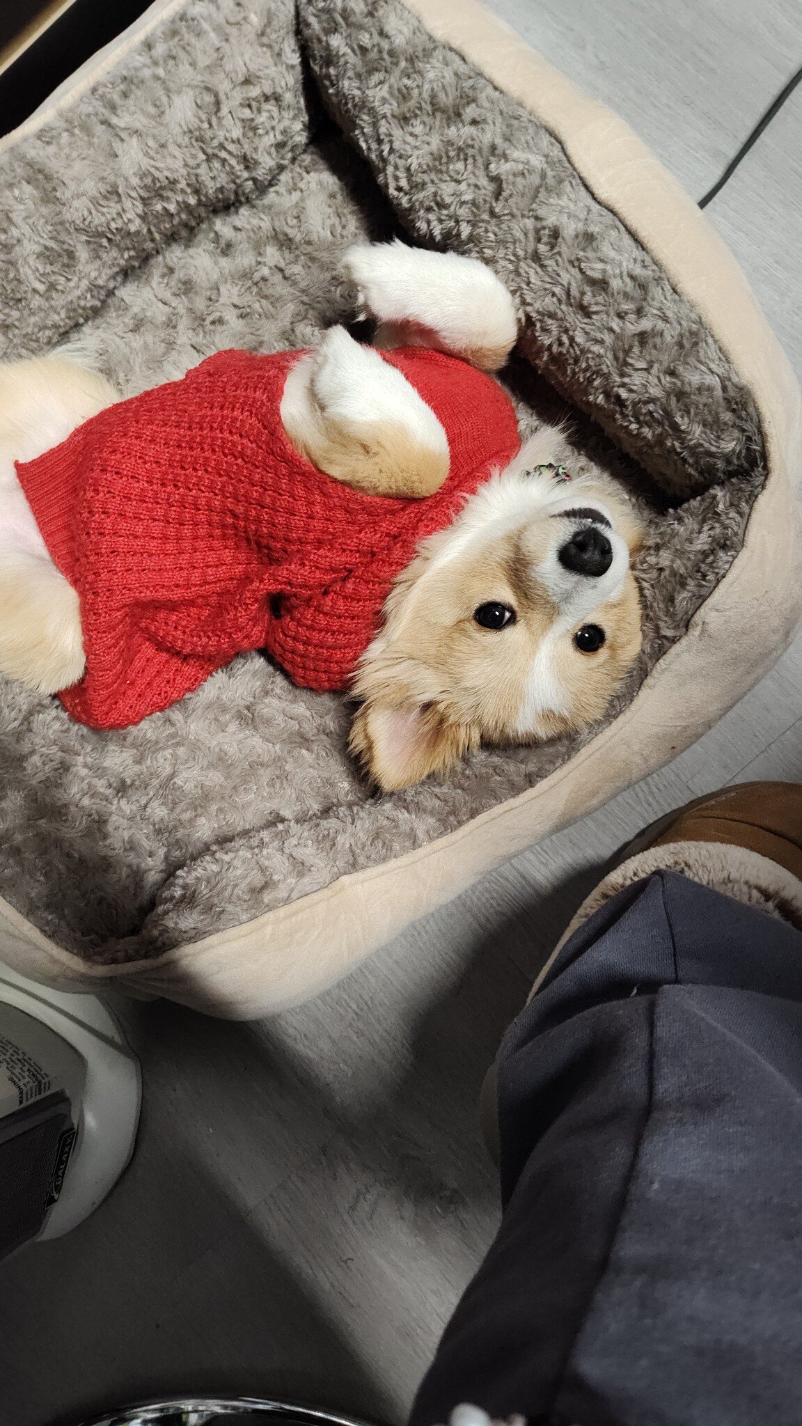 Pomeranians image 2
