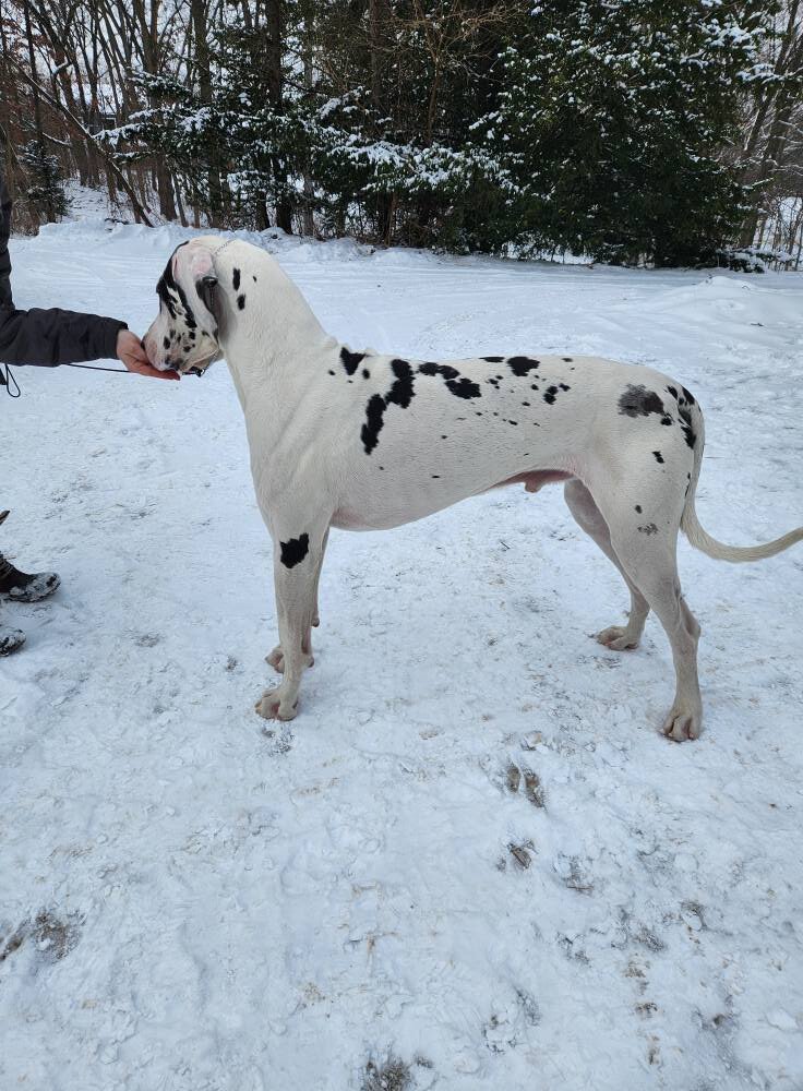 AKC Great Danes image 3