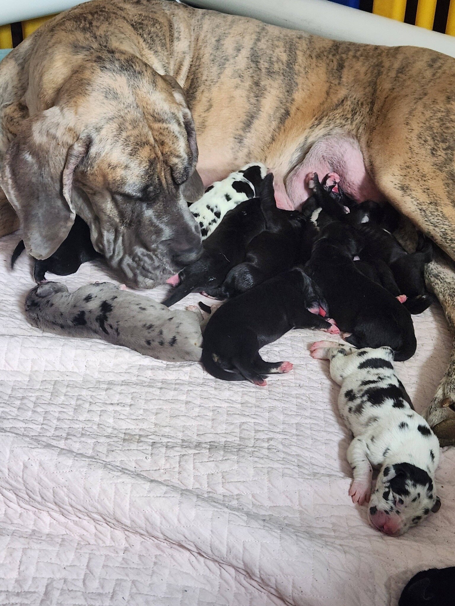 AKC Great Danes image 4