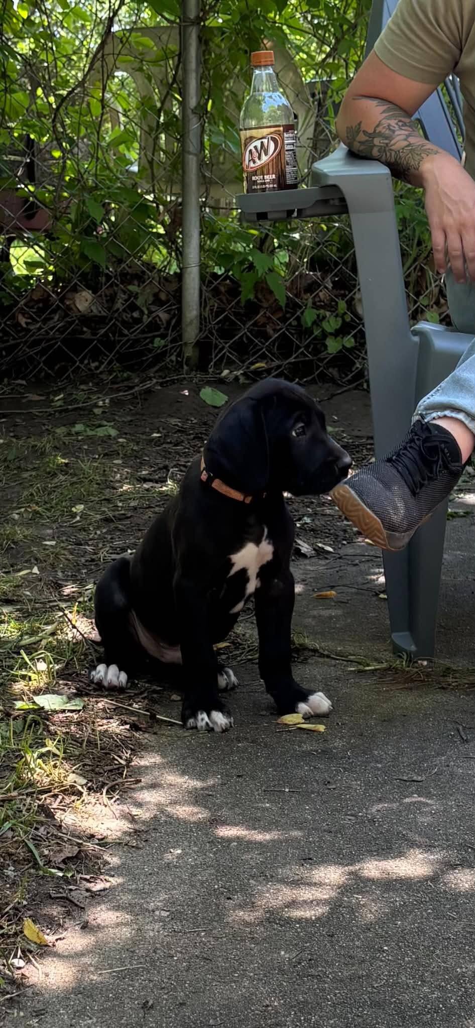 AKC Great Danes image 5
