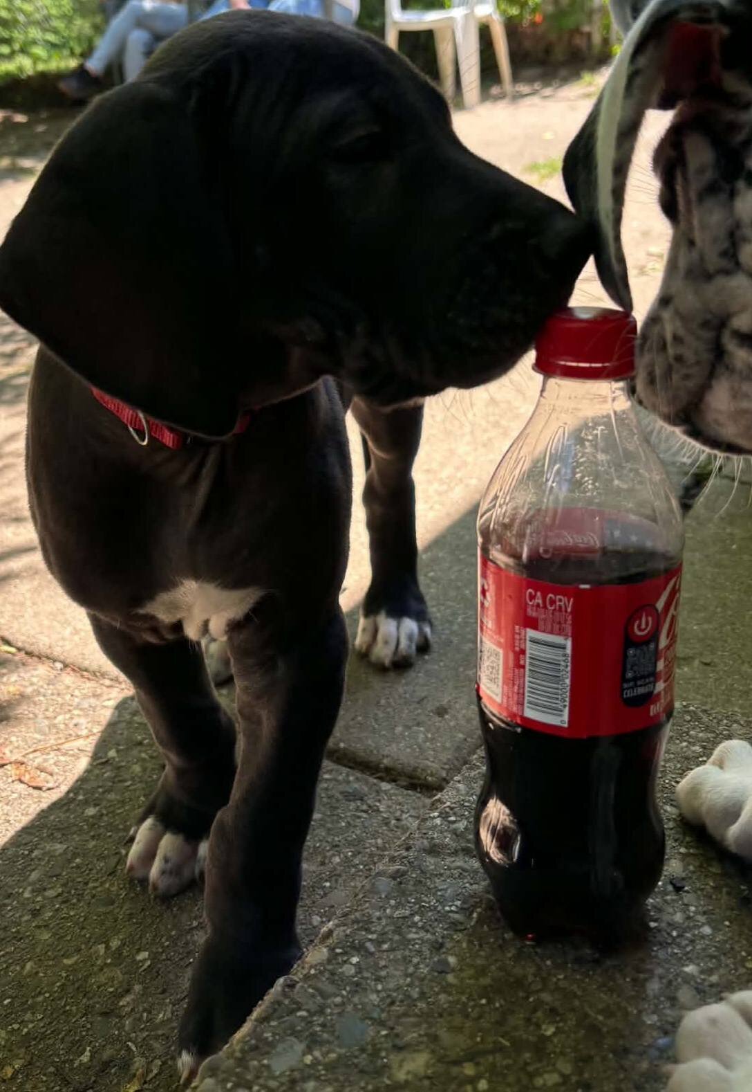 AKC Great Danes image 6
