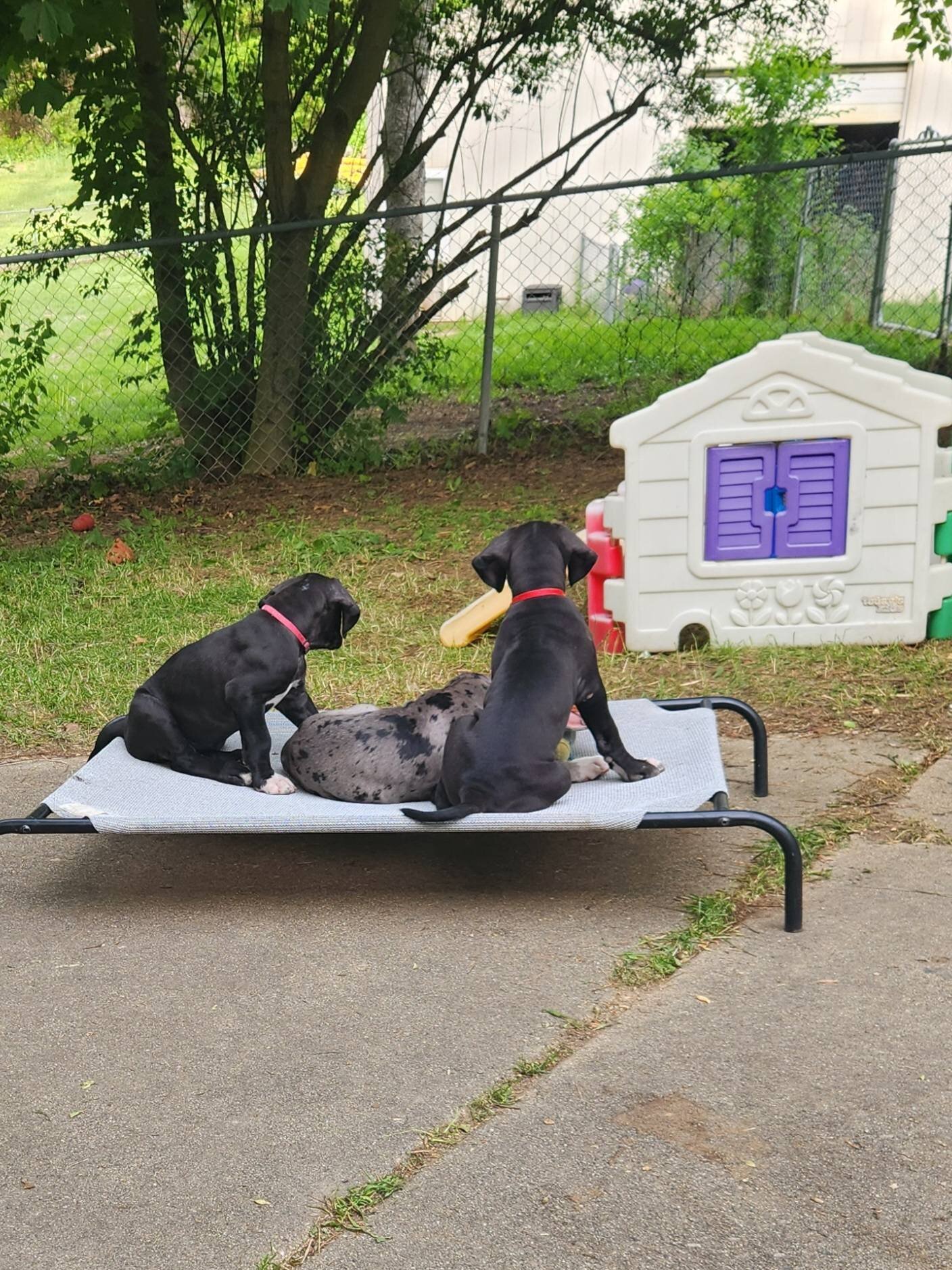 AKC Great Danes image 1