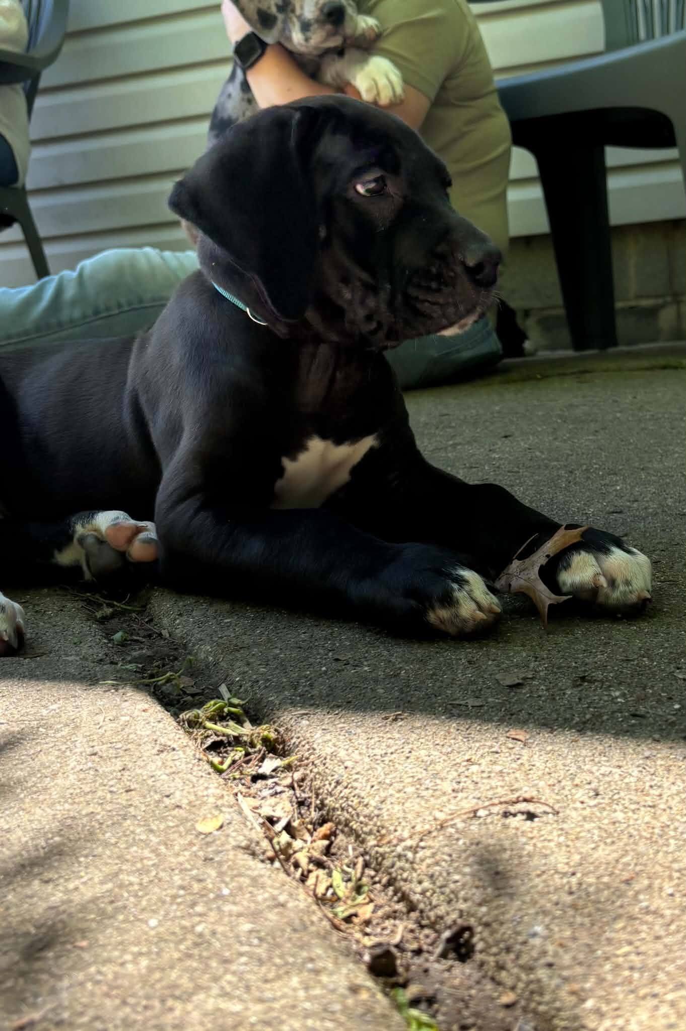 AKC Great Danes image 2