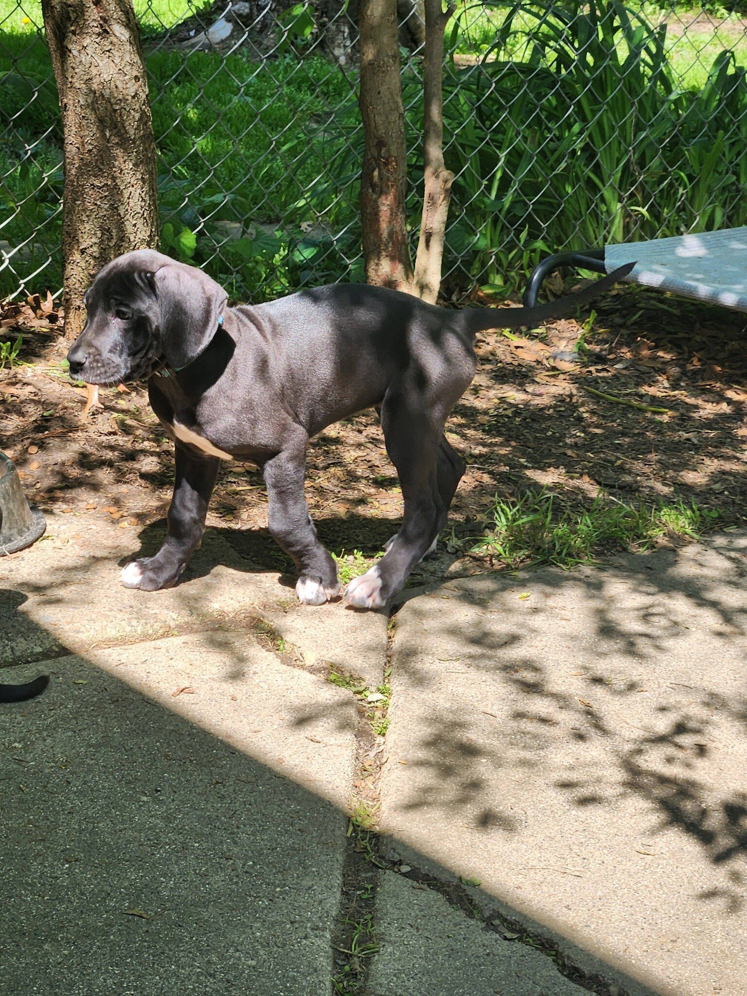 AKC Great Danes image 7