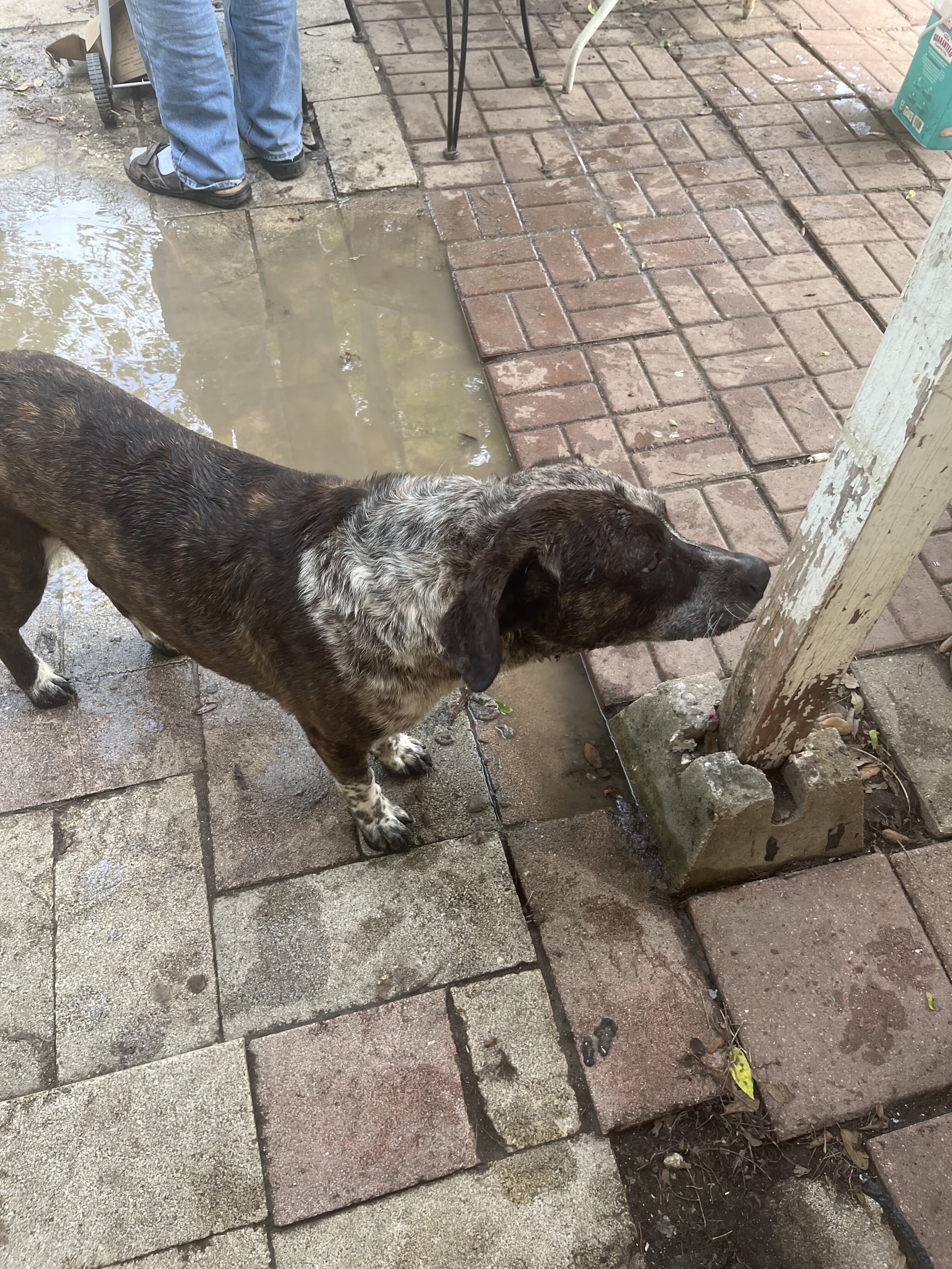 Dog image 1