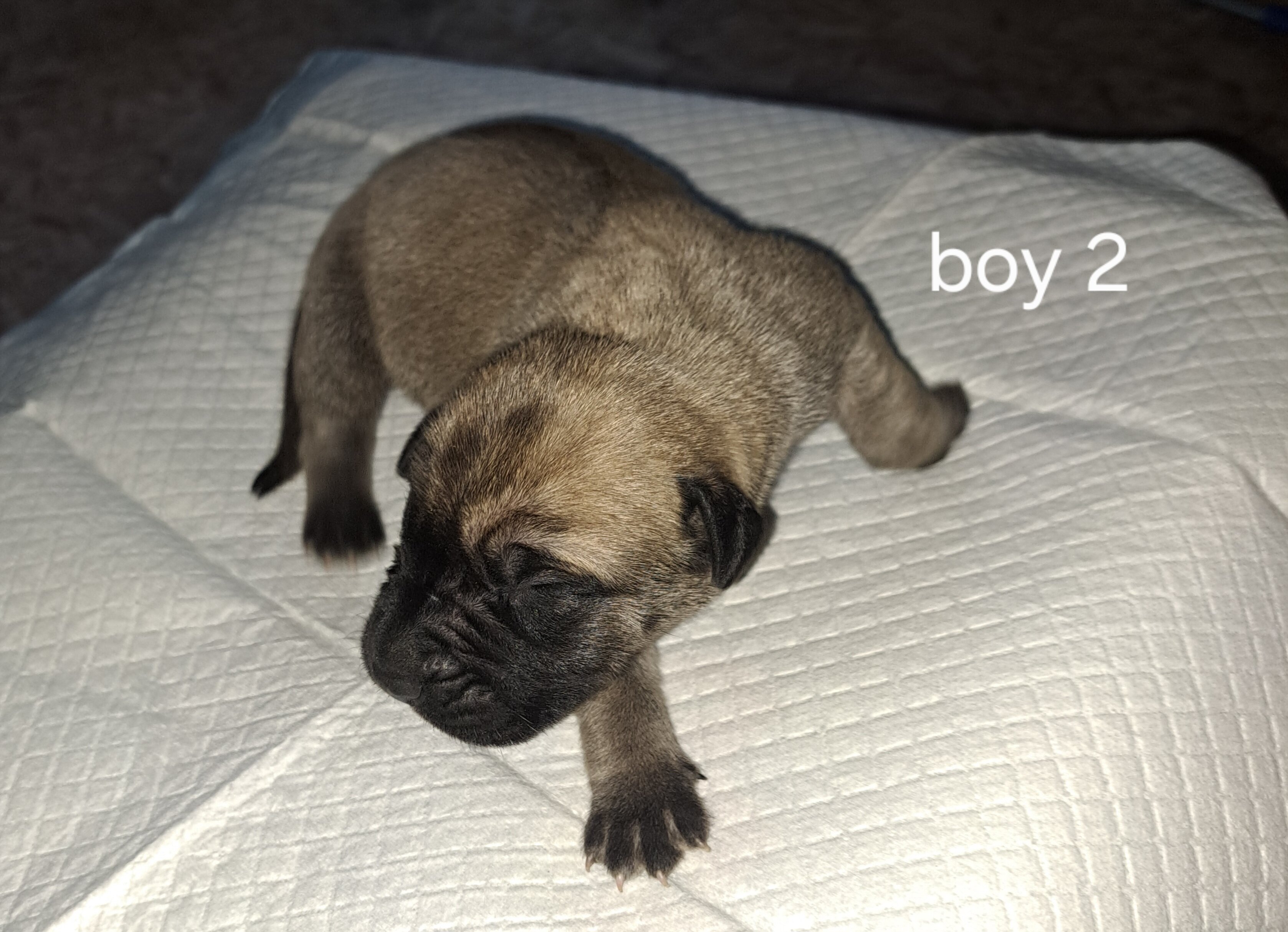 Daniff pups image 2