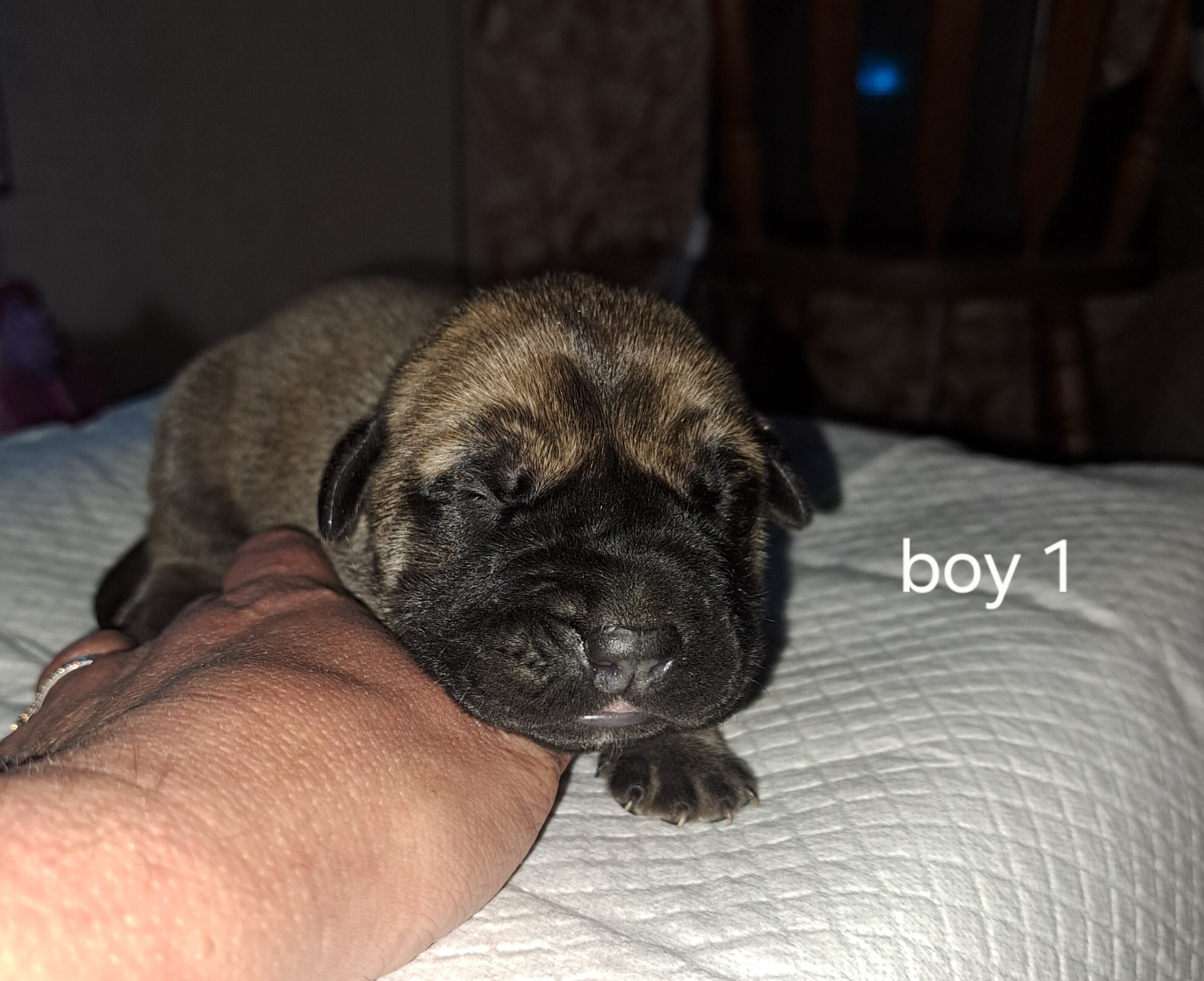 Daniff pups image 1