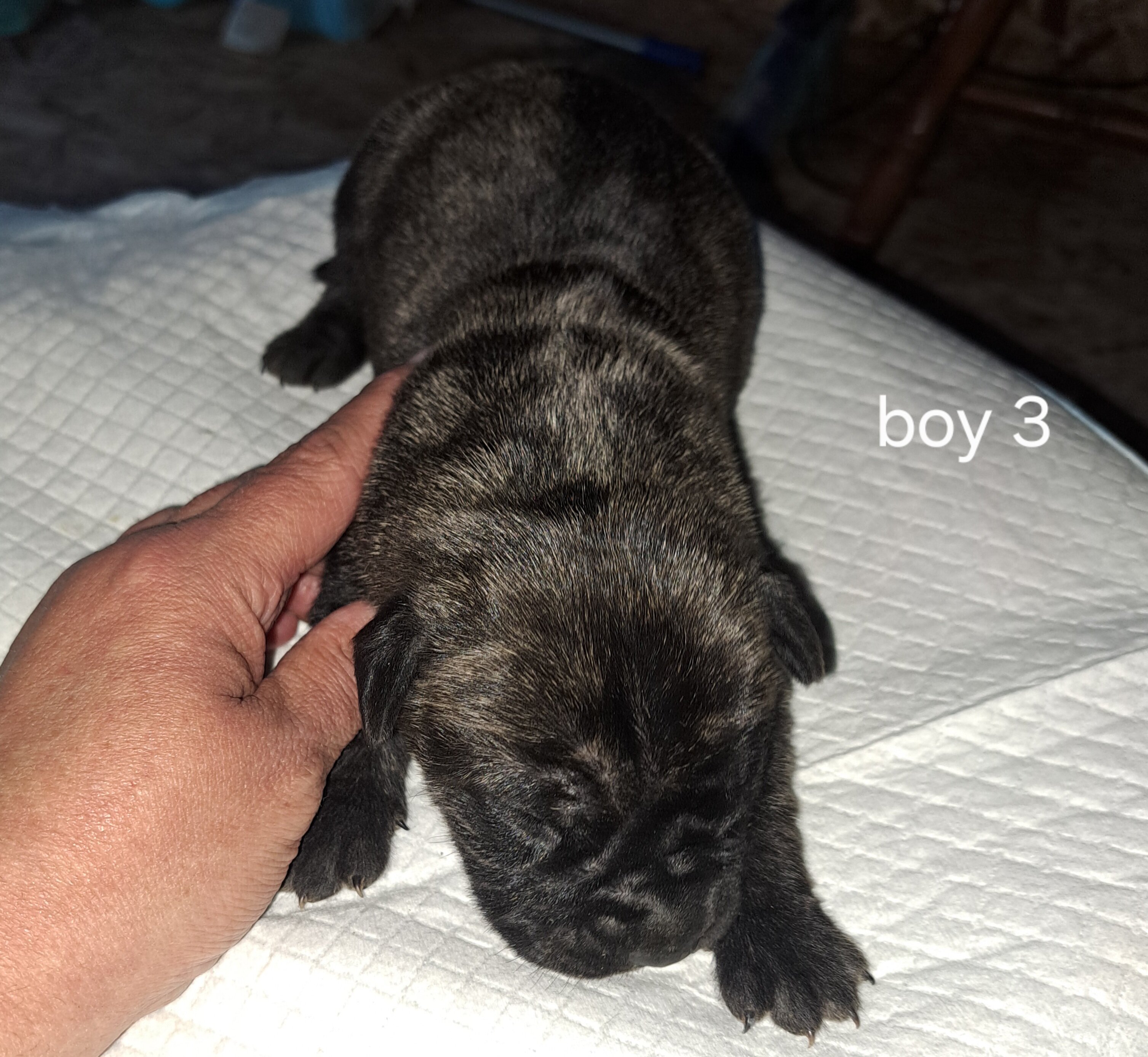 Daniff pups image 3