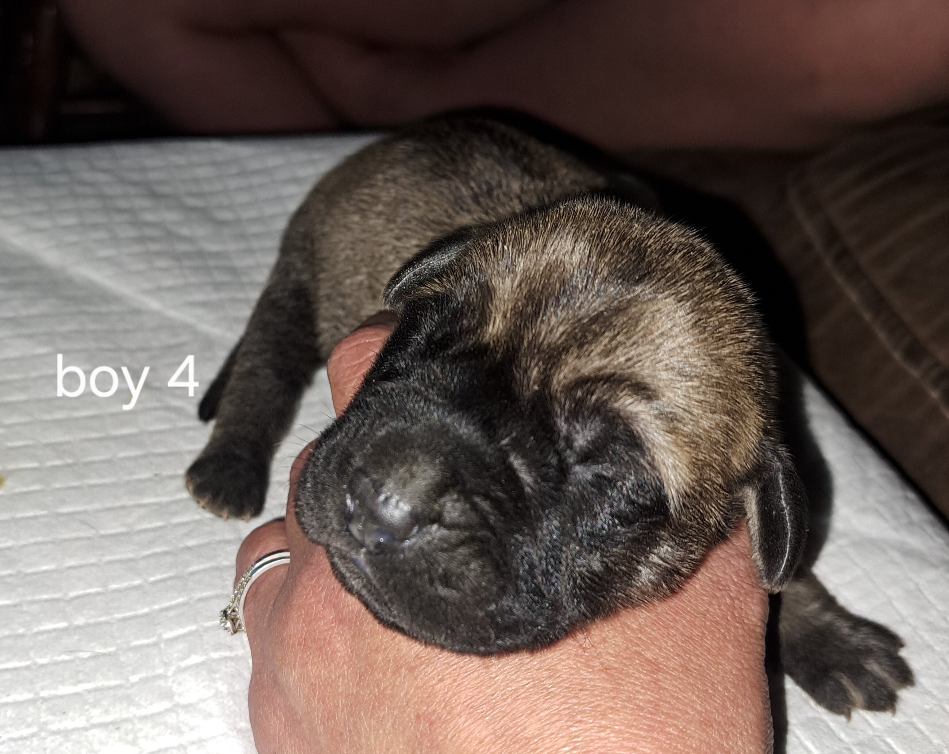 Daniff pups image 4