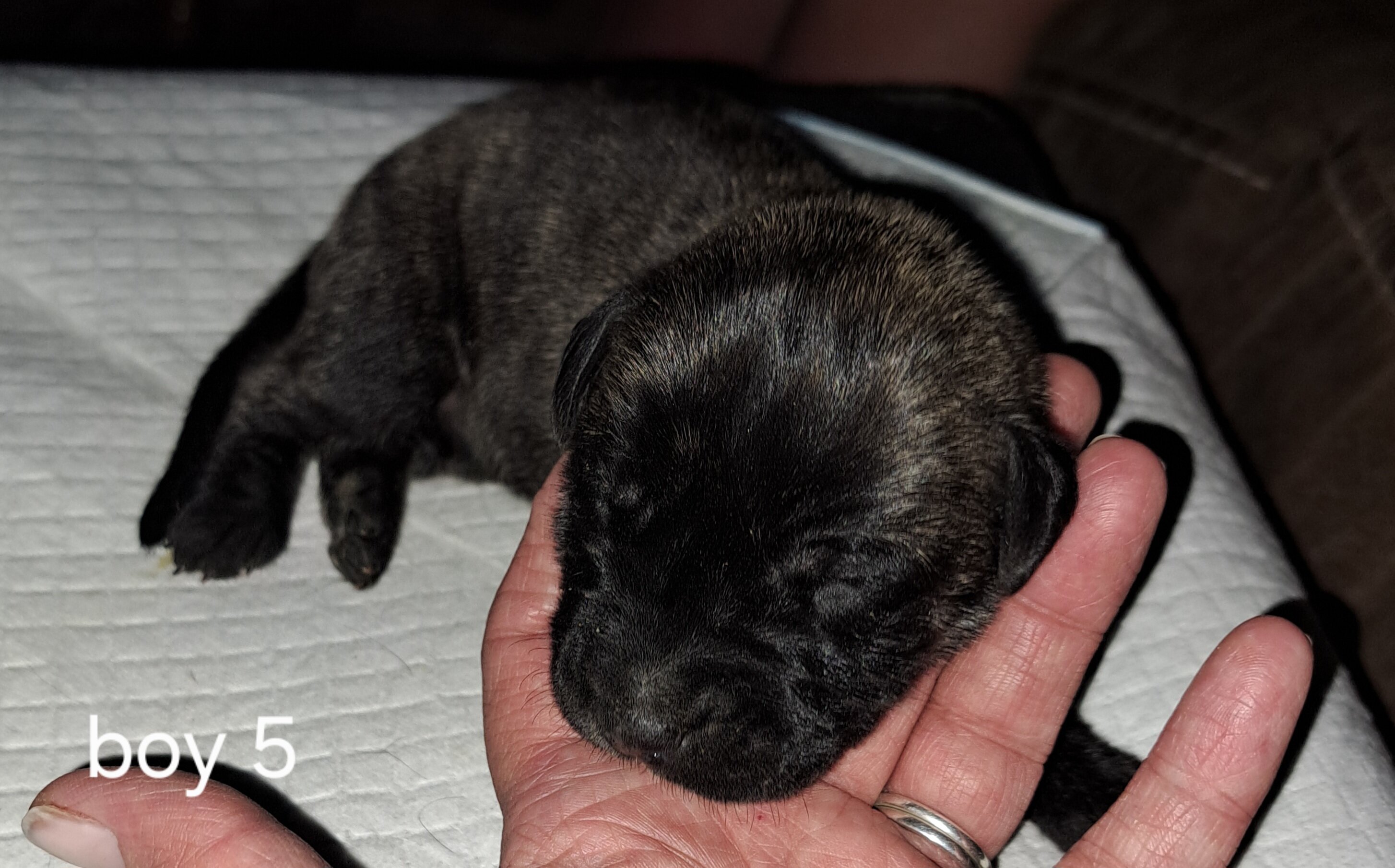 Daniff pups image 5