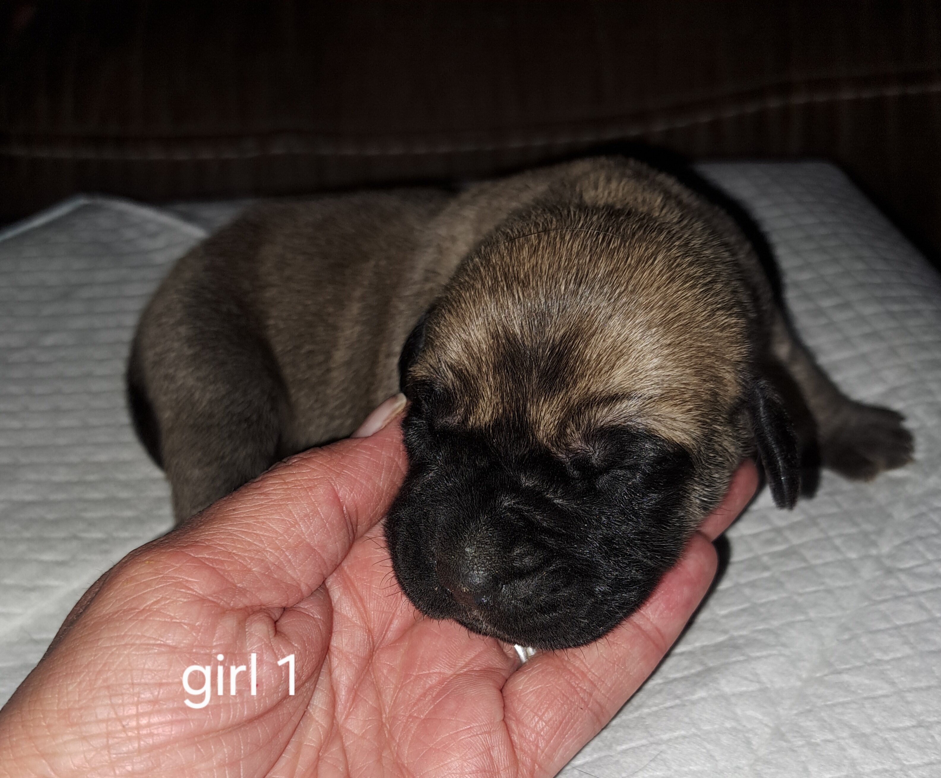 Daniff pups image 6