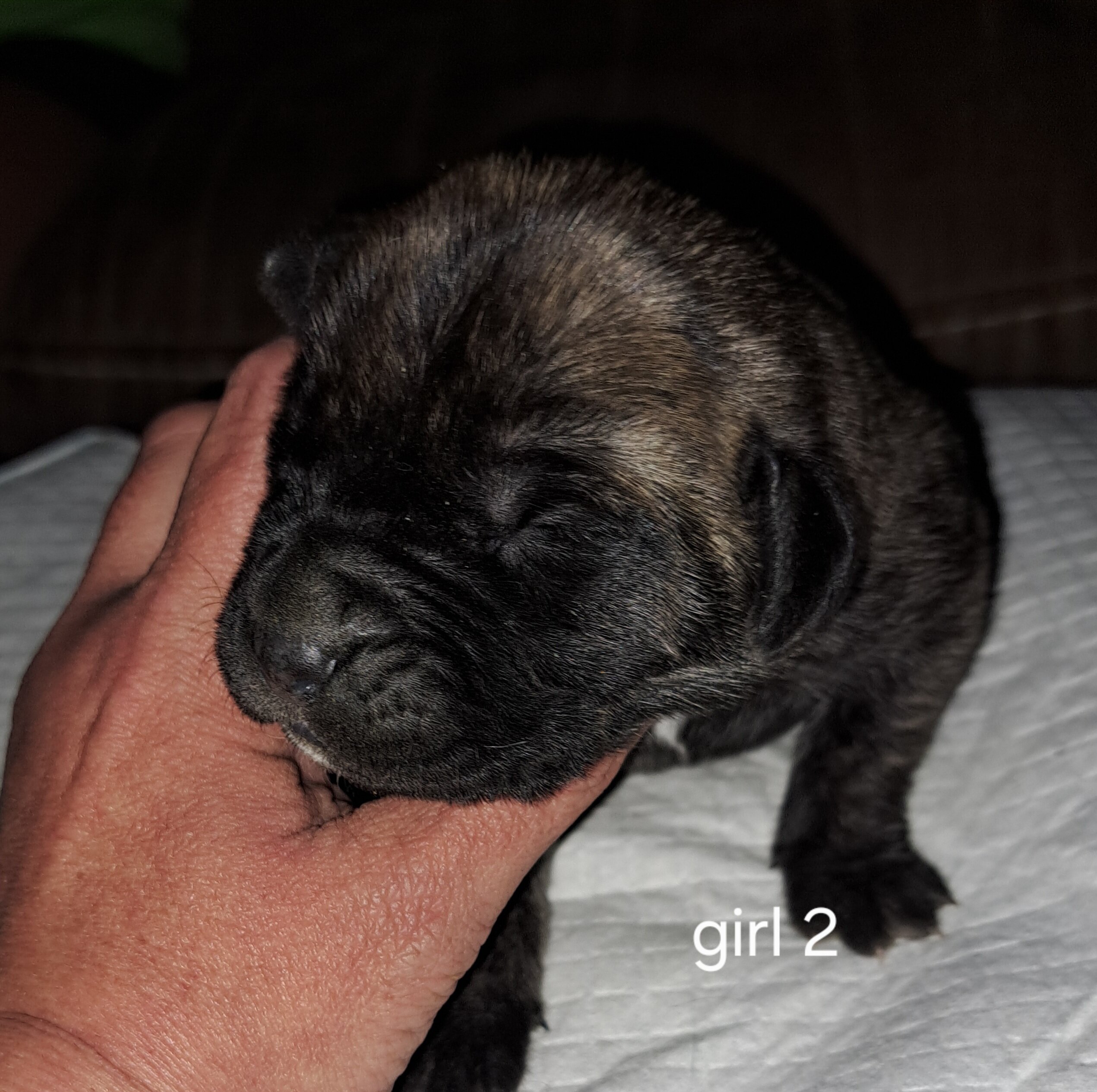 Daniff pups image 7
