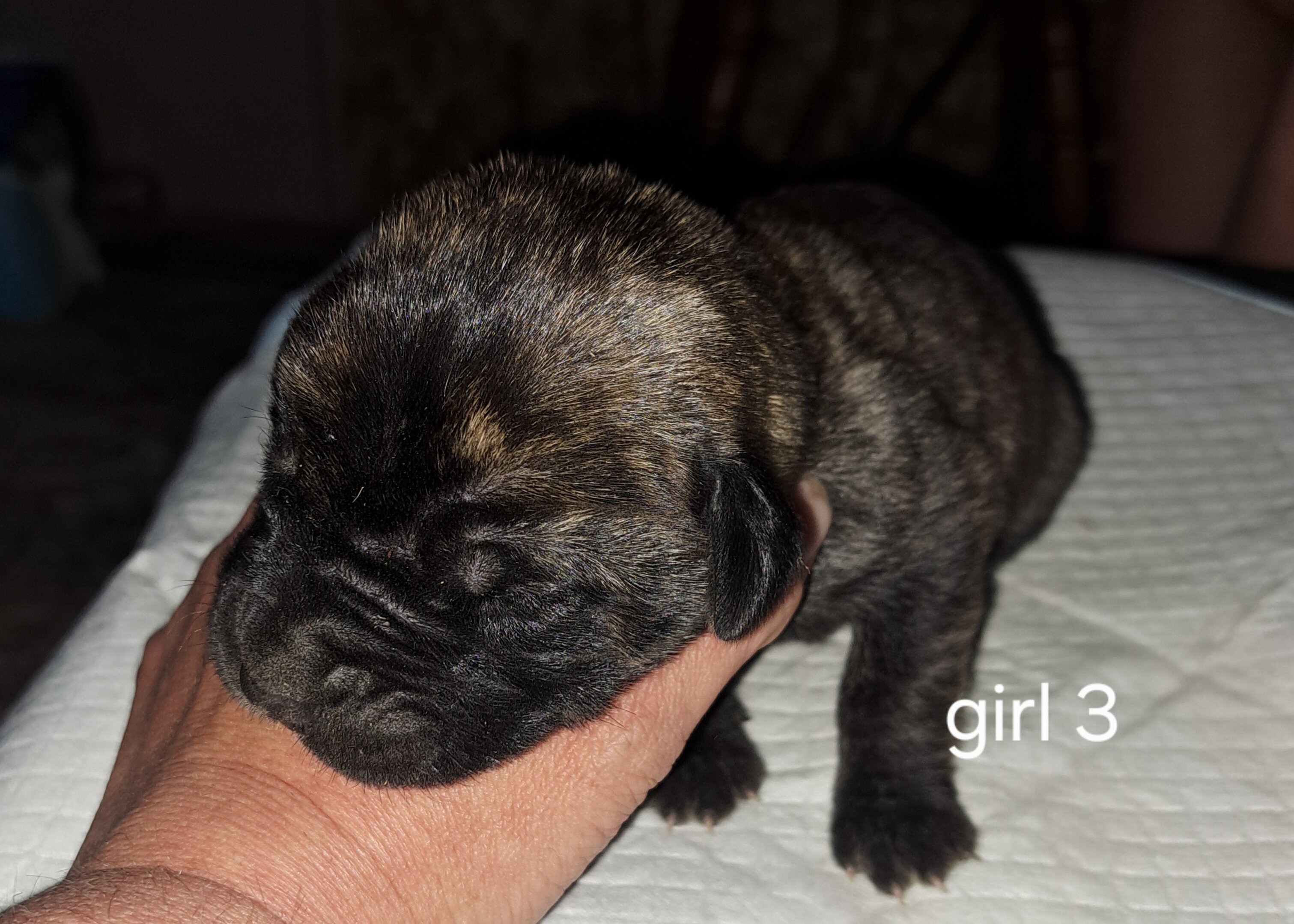 Daniff pups image 8