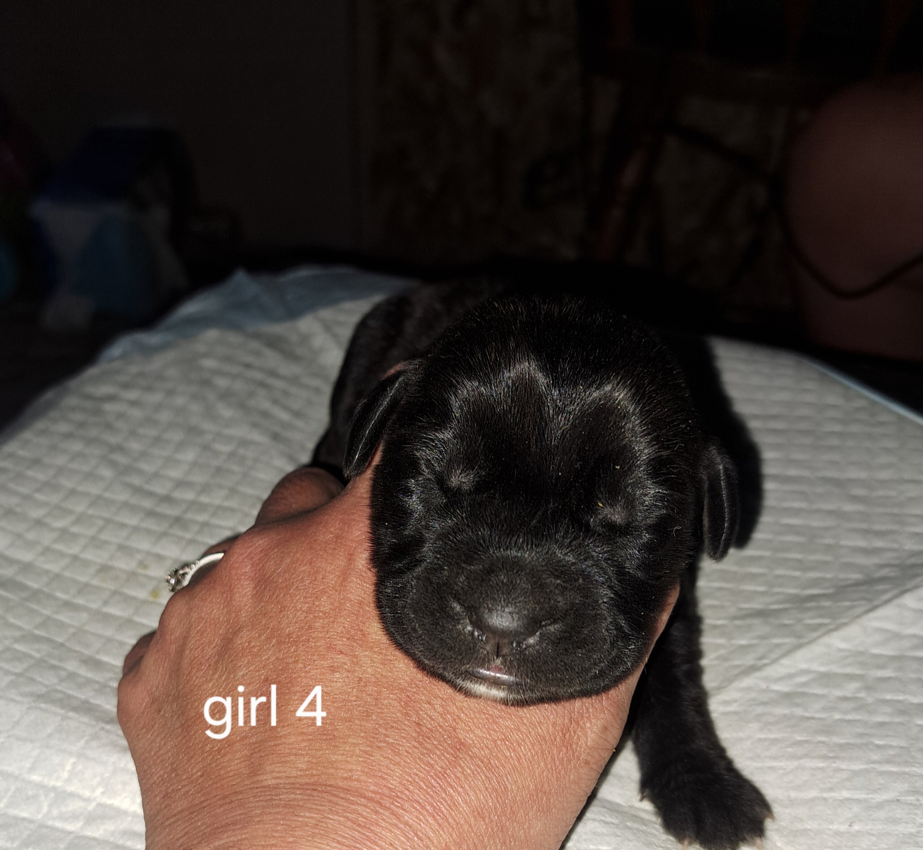 Daniff pups image 9