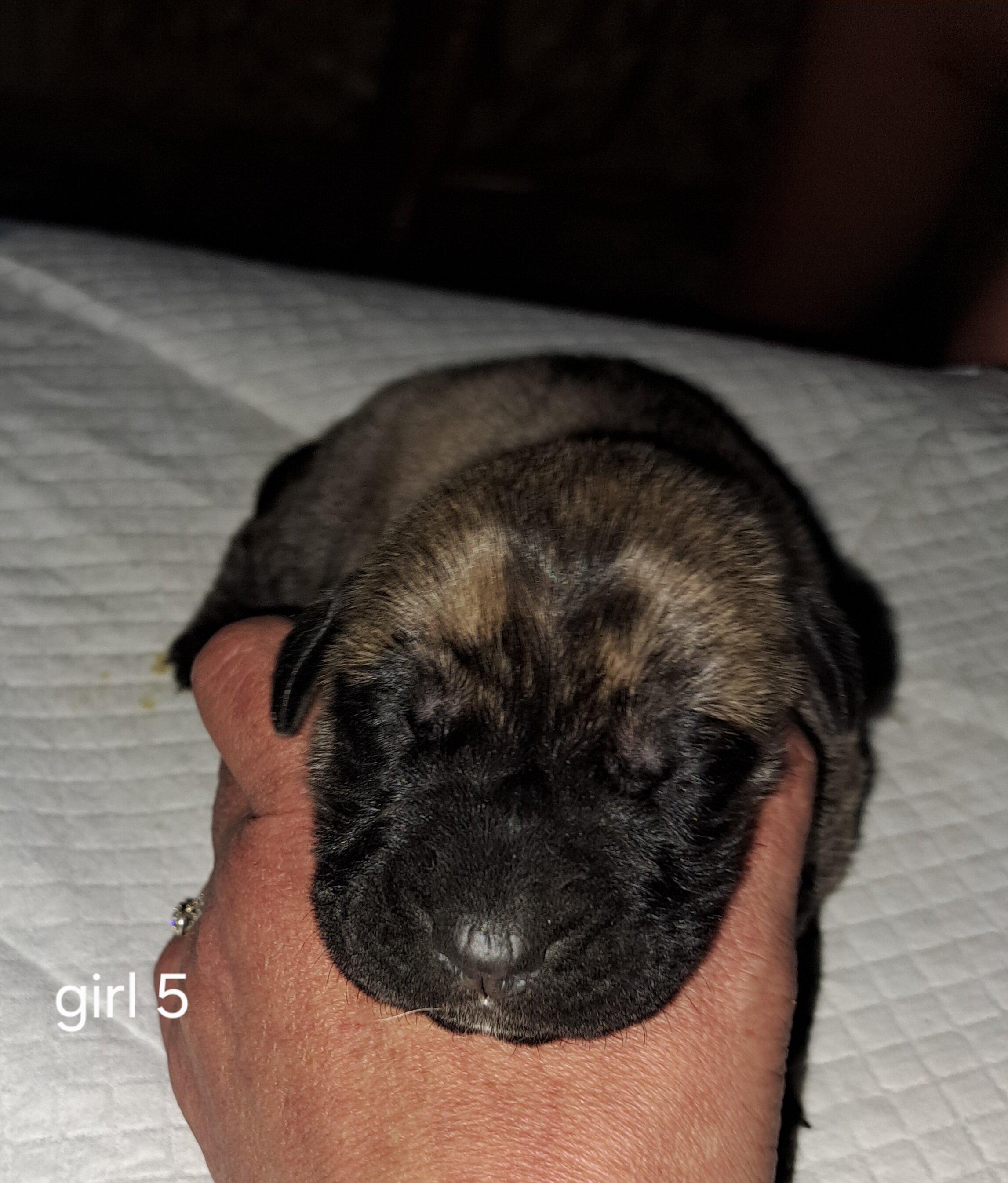 Daniff pups image 10