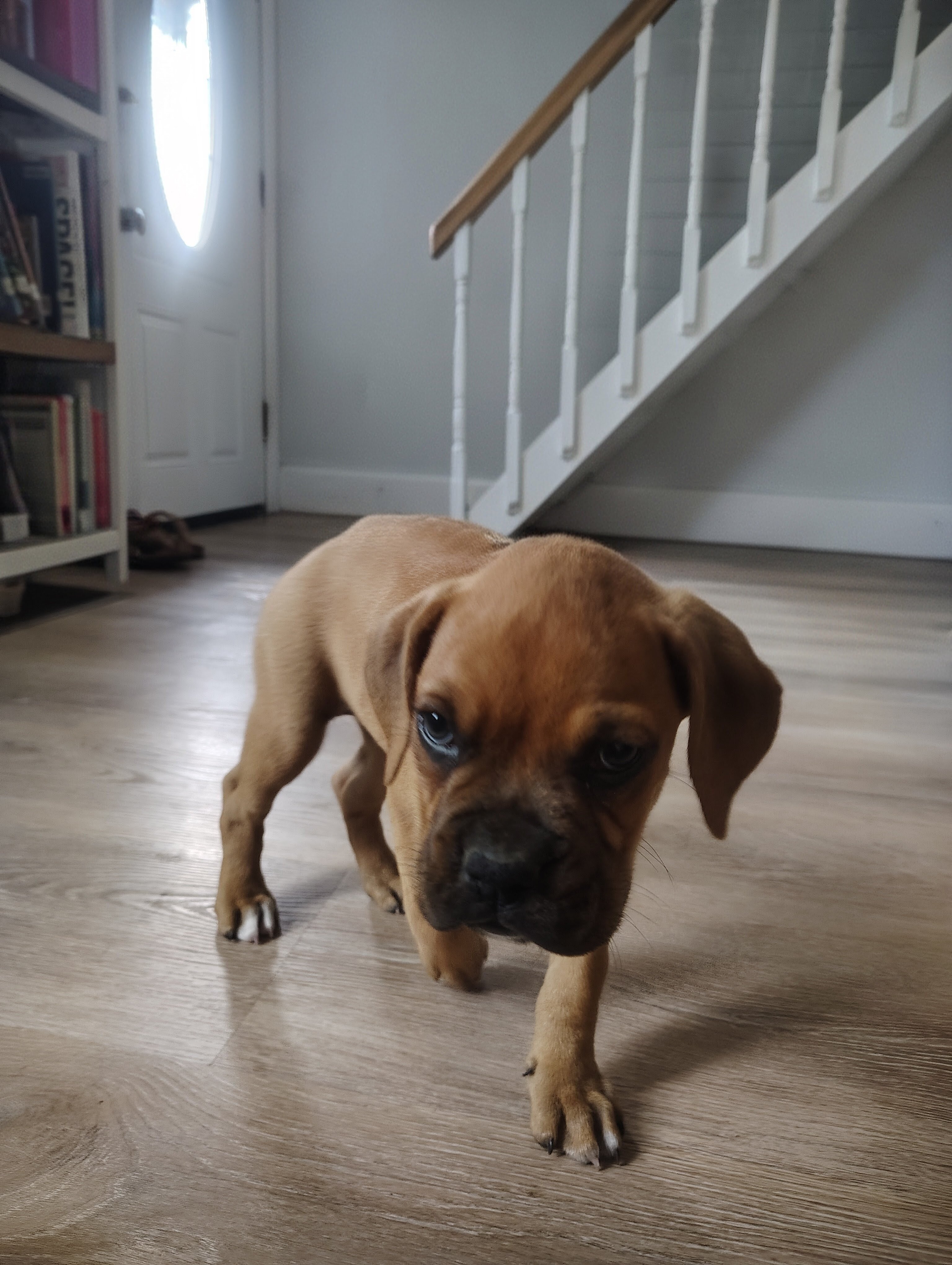 7 week Old female Boxer image 1