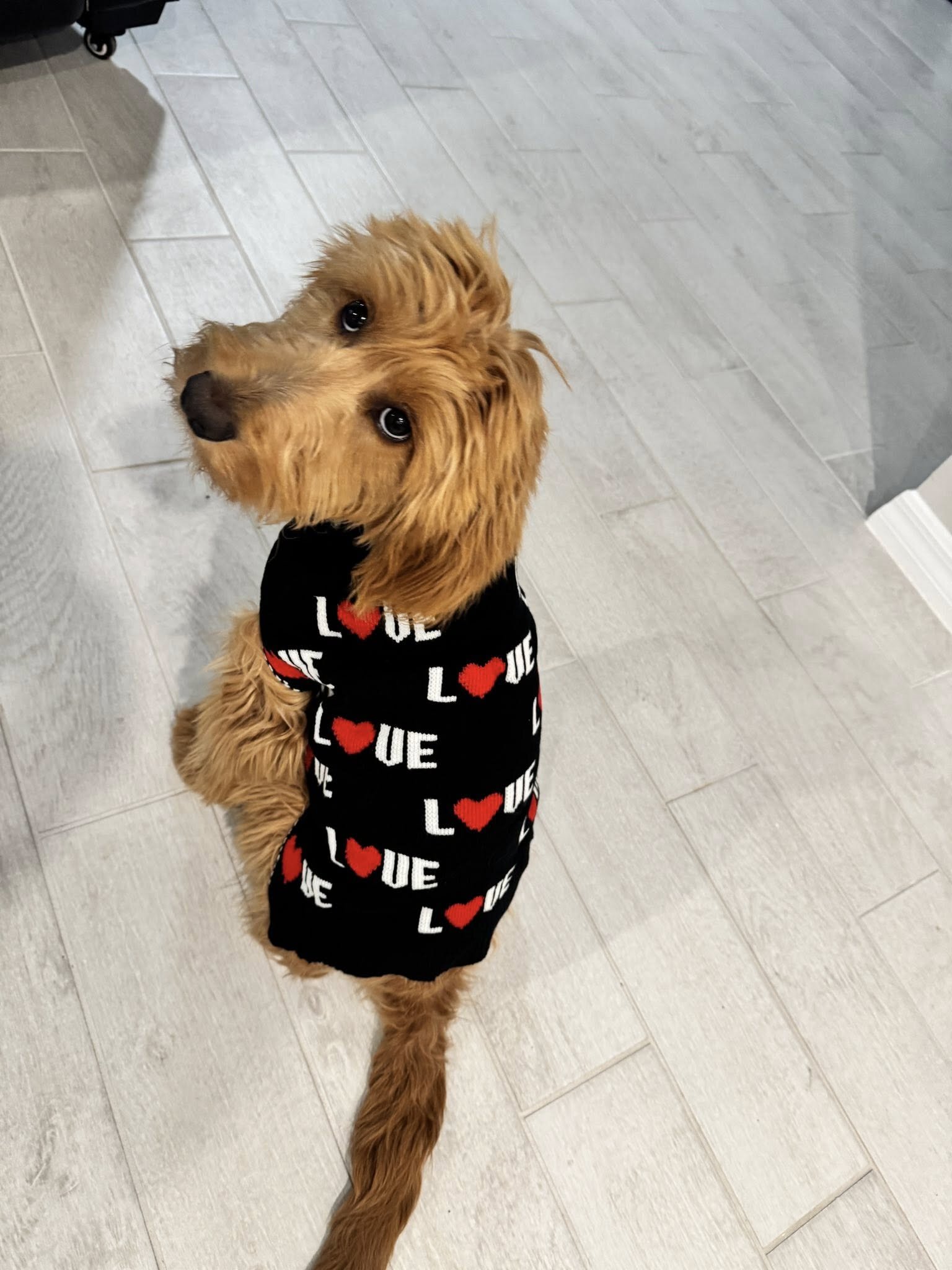 11 Month Goldendoodle for Sale image 2
