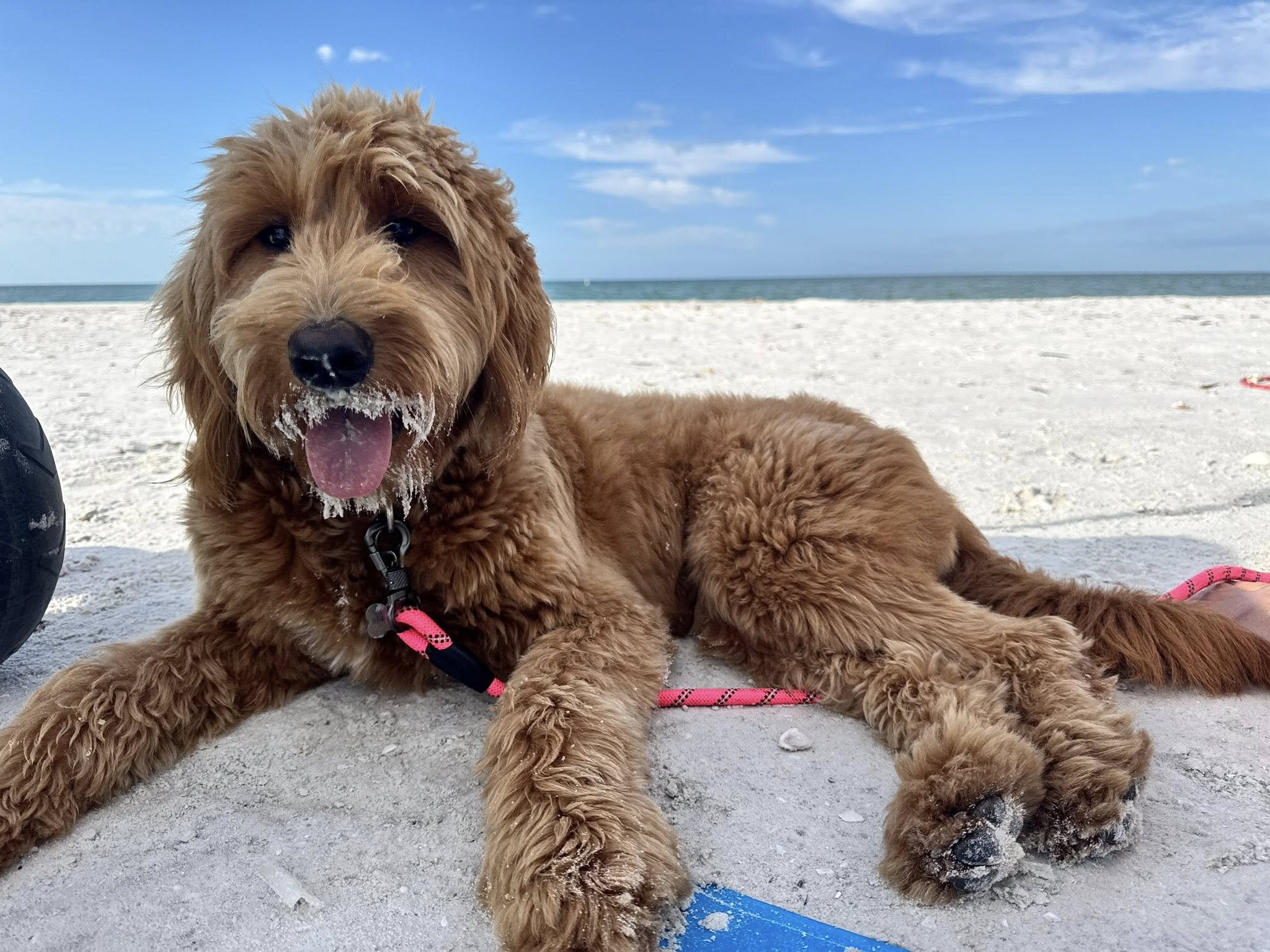 11 Month Goldendoodle for Sale image 4