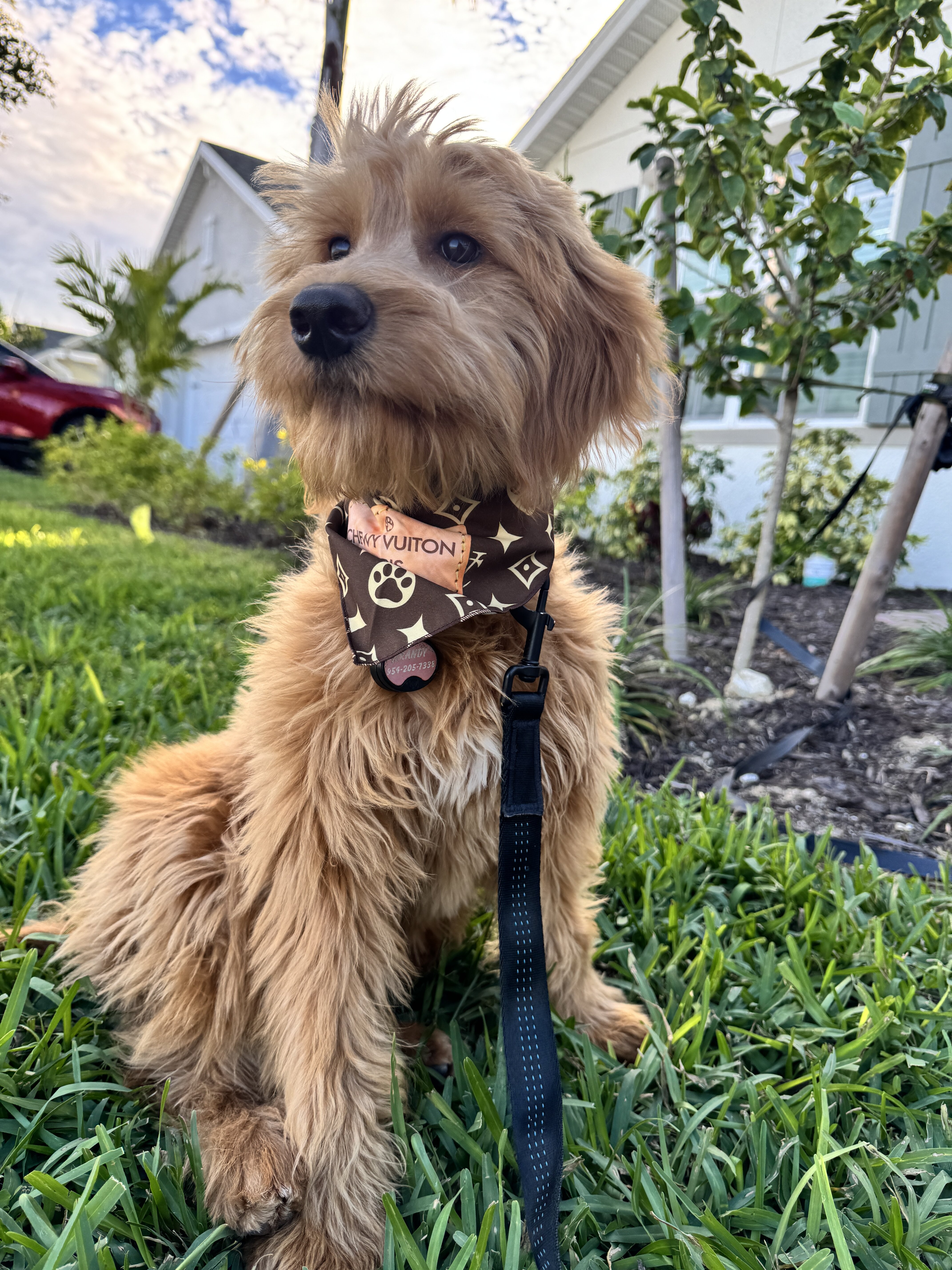 11 Month Goldendoodle for Sale image 1
